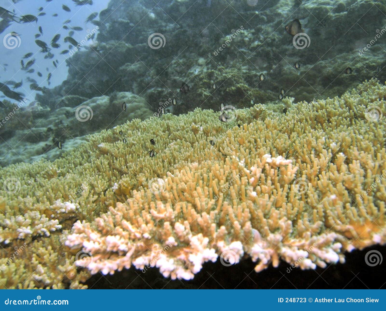 Table Coral stock image. Image of fishes, aquatic, table 248723