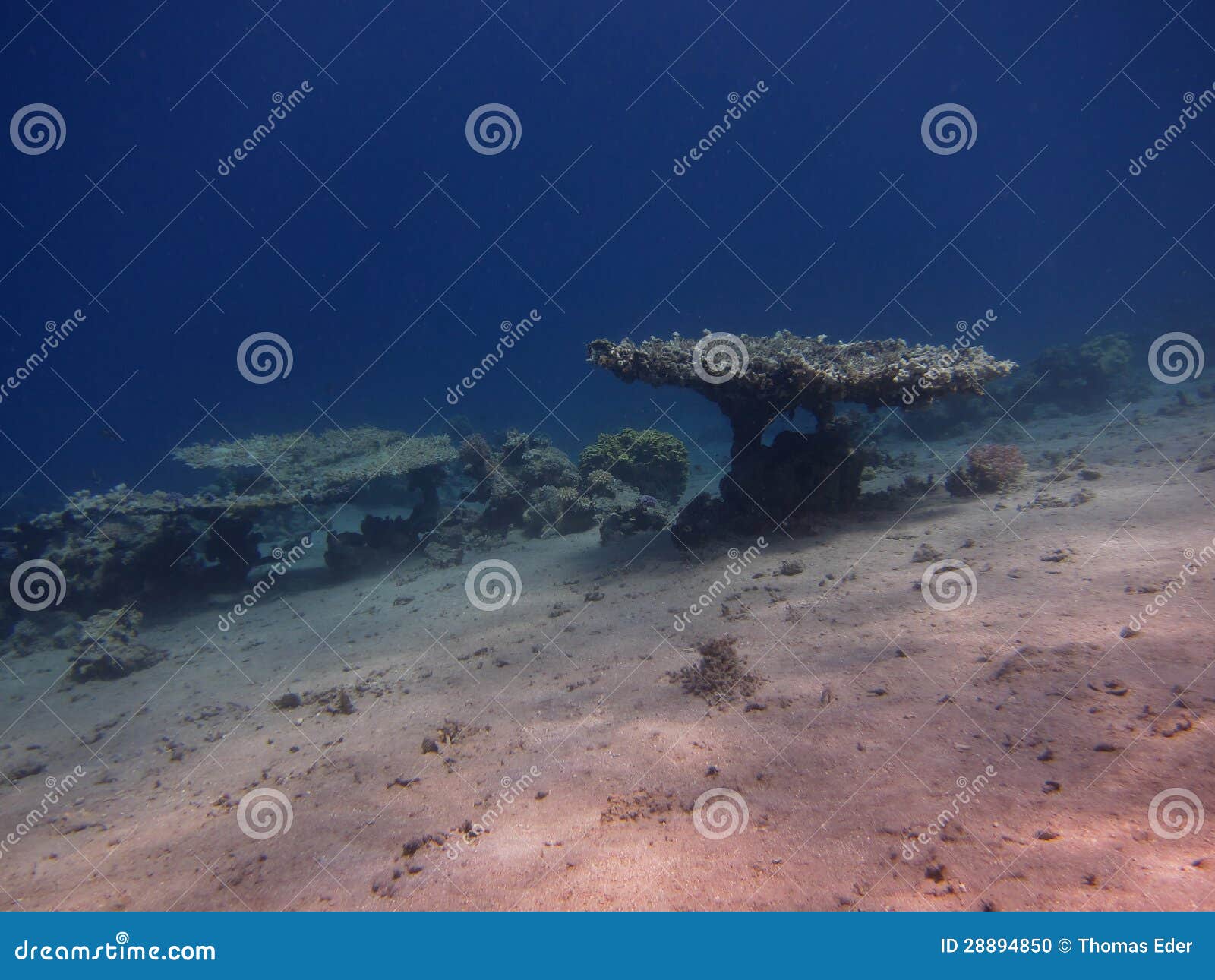 Table coral stock photo. Image of nature, coral, beautiful 28894850