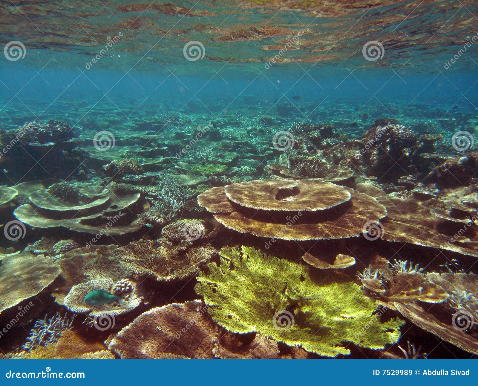 Table coral stock image. Image of travell, table, underwater 7529989