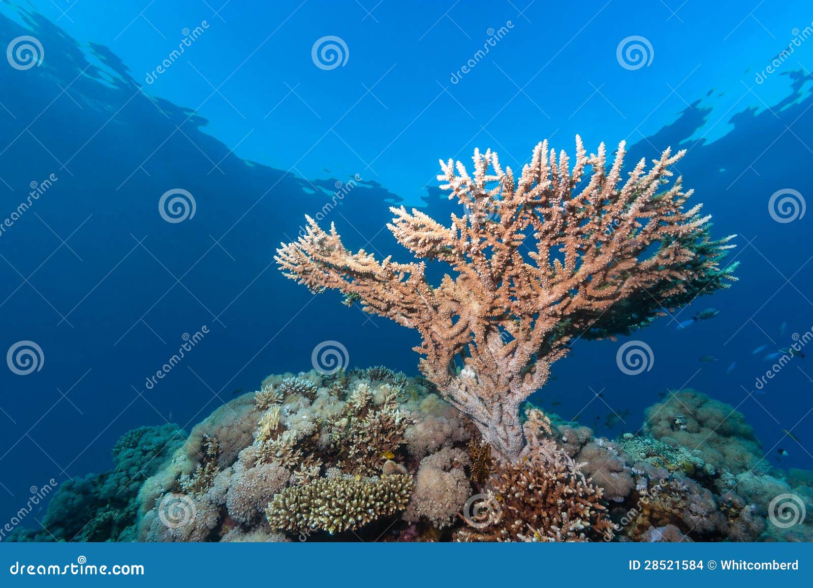 Table Coral Growing Towards the Surface Stock Photo Image of diver