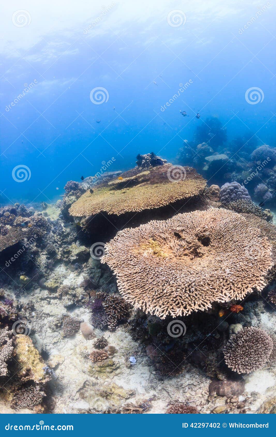 Table Coral on a Tropical Reef Stock Photo Image of ecosystem, color