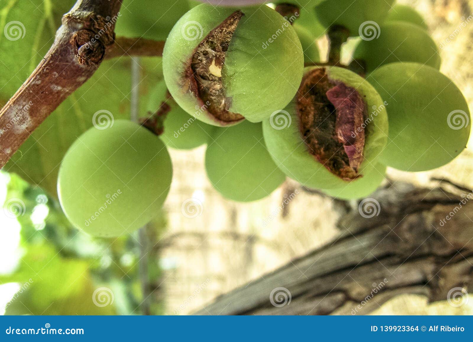 table grapes damaged by hail rain in a vineyard