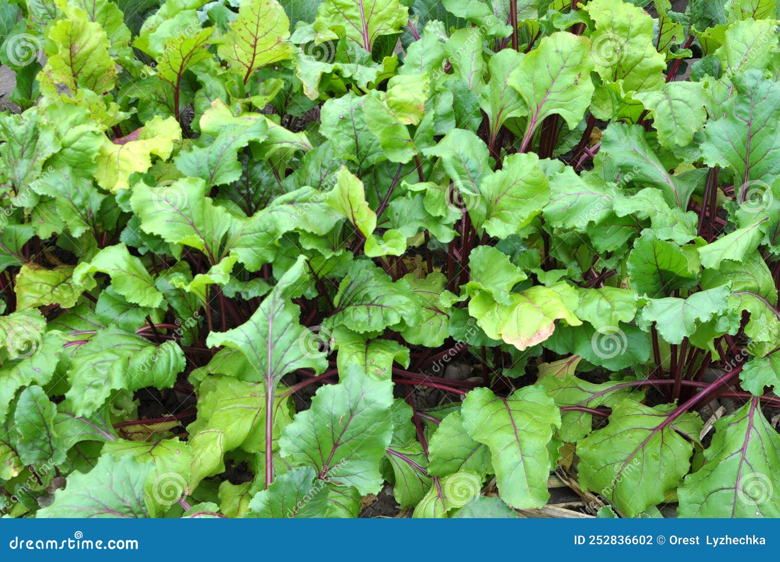 Table Red Beets Grow In Open Organic Soil Stock Photo Image Of table-red-beets-grow-in-open-organic-soil-stock-photo-image-of