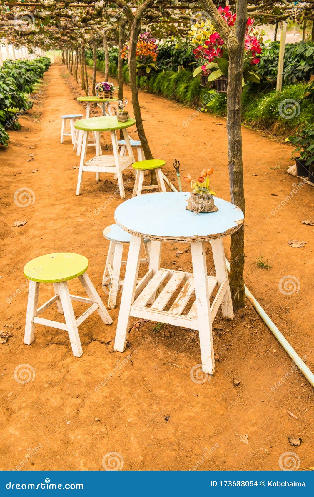 Table Set in the Grape Garden Stock Photo Image of plant, rural