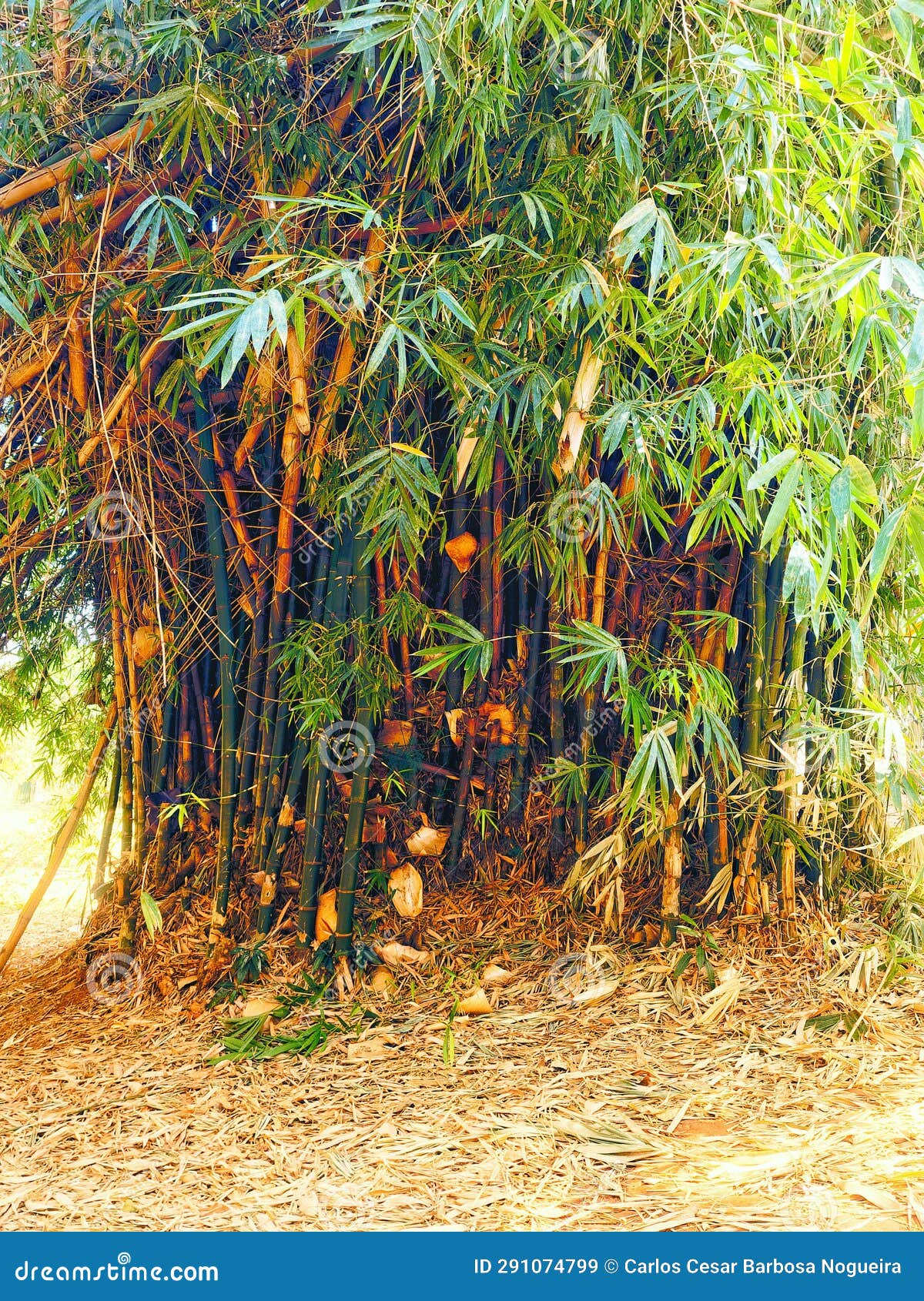 Taboca Bamboo Used for Anchoring Dams and Its Stem Has Several Uses