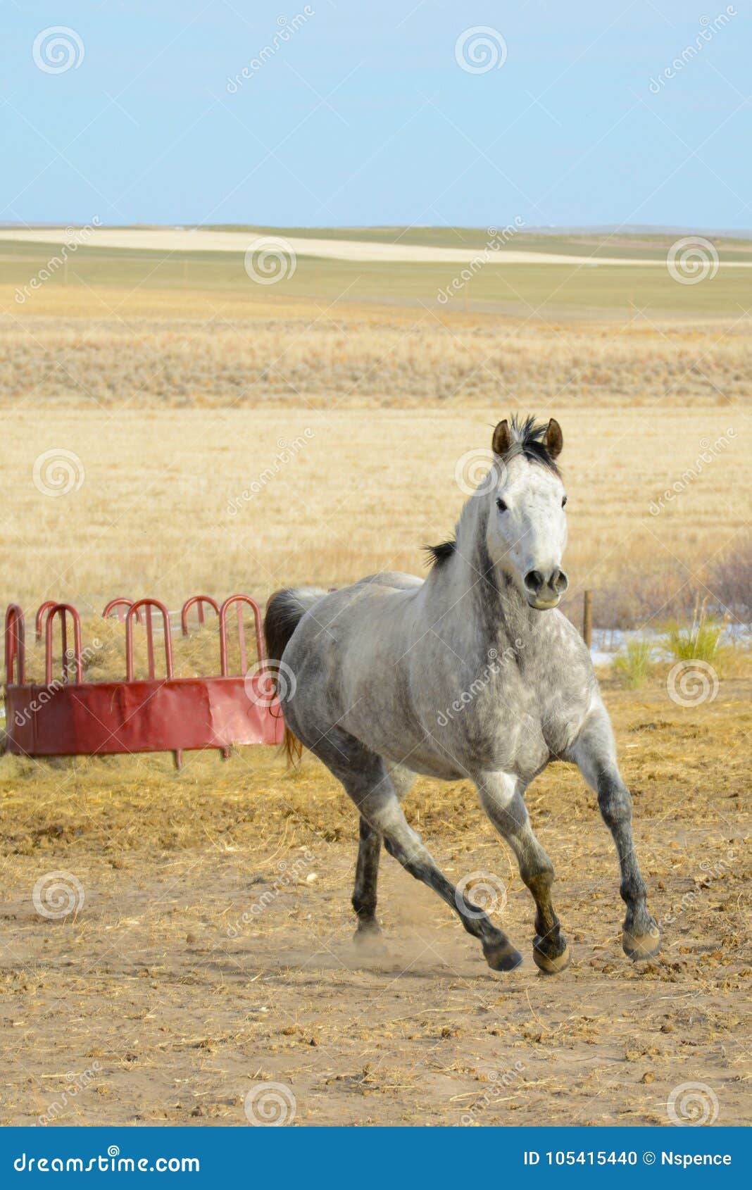 Tachetez Gray Horse Running dans un domaine avec le fond de pâturage