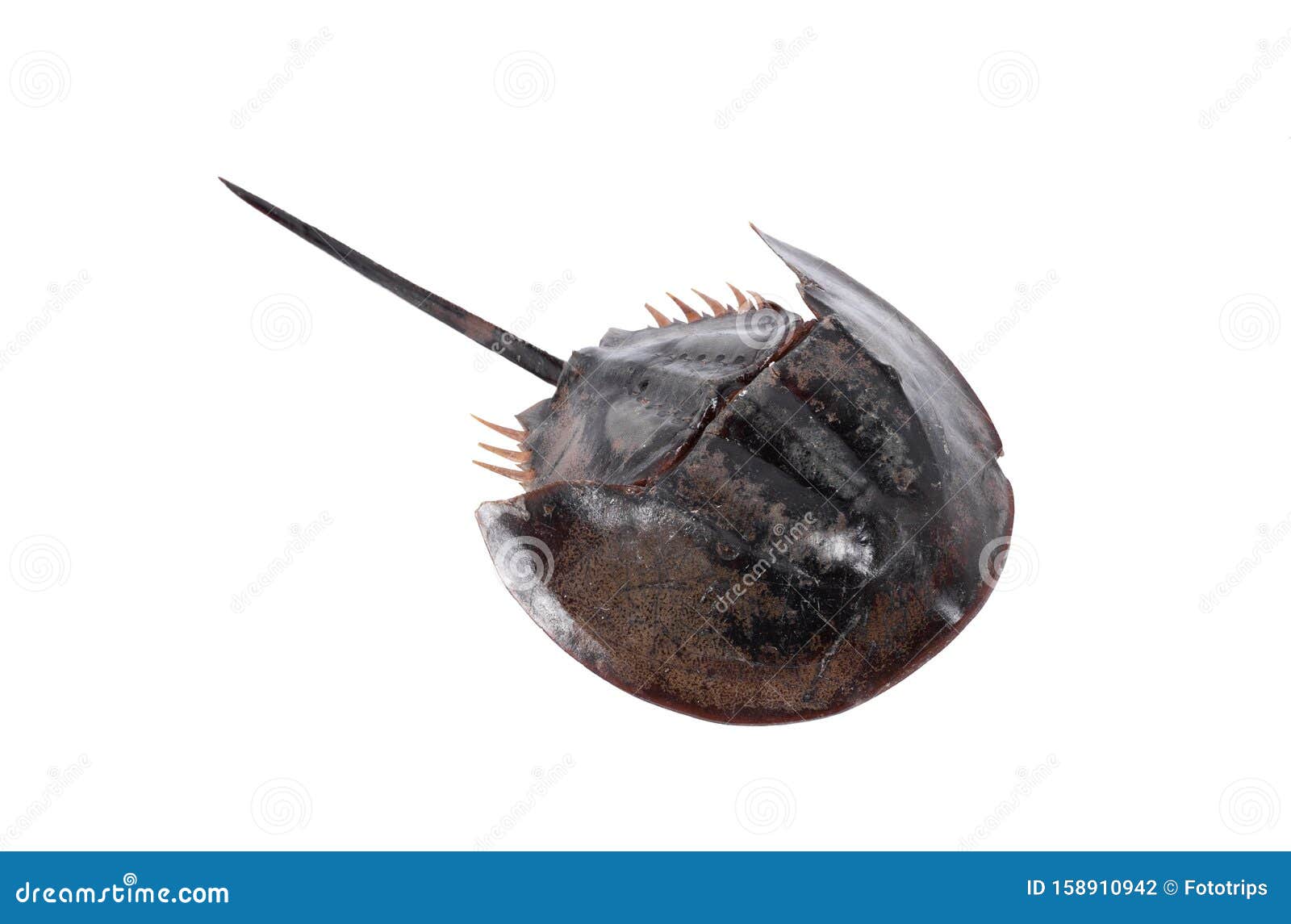 tachypleus gigas  on white background with clipping path , specimen a large marine arthropod , a long tail-spine, and ten