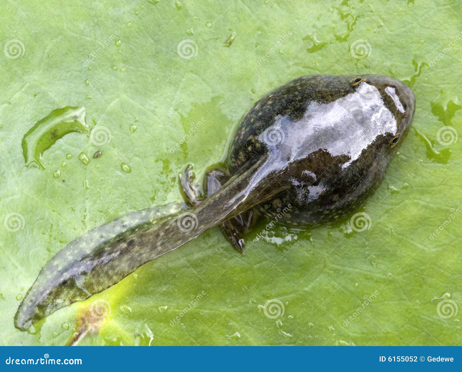 Tadpole Royalty Free Stock Photo CartoonDealer com #43547733 Tadpole Royalty Free Stock Photo CartoonDealer com #43547733
