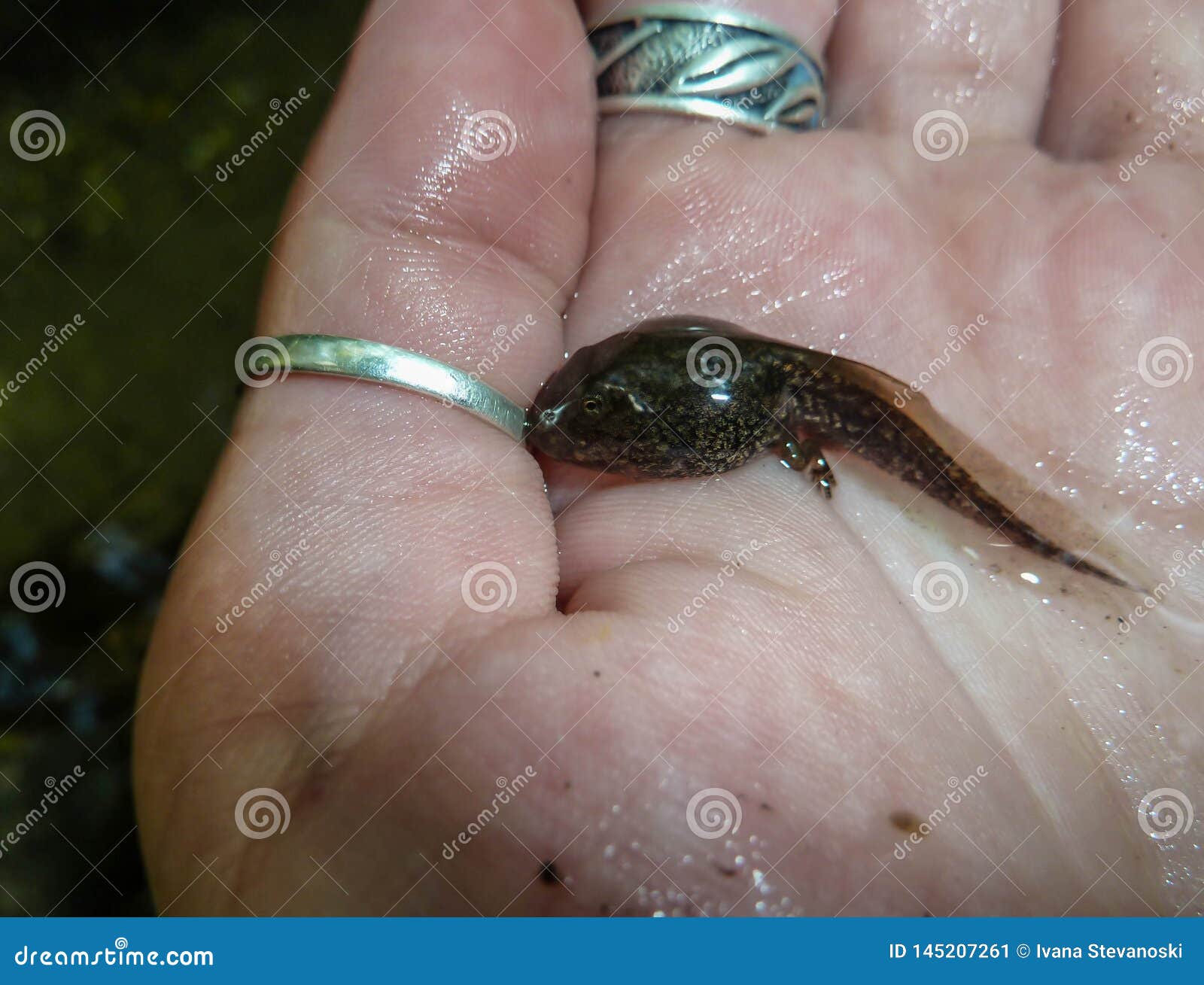 https://thumbs.dreamstime.com/z/tadpole-small-legs-hand-tadpole-small-legs-tail-hand-found-river-milesevka-southwestern-145207261.jpg