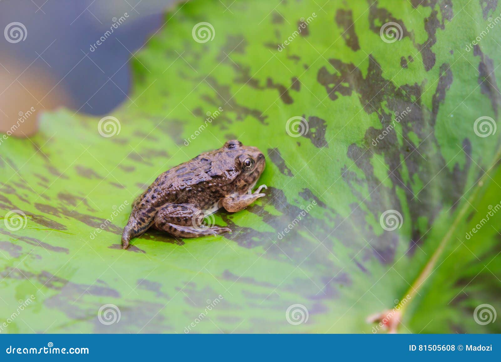 Tadpoles or Baby Frogs on a Leaf Stock Photo Image of toad, growth