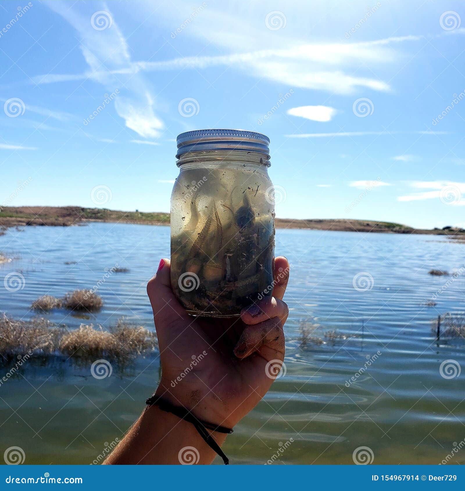 Tadpoles in a Jar