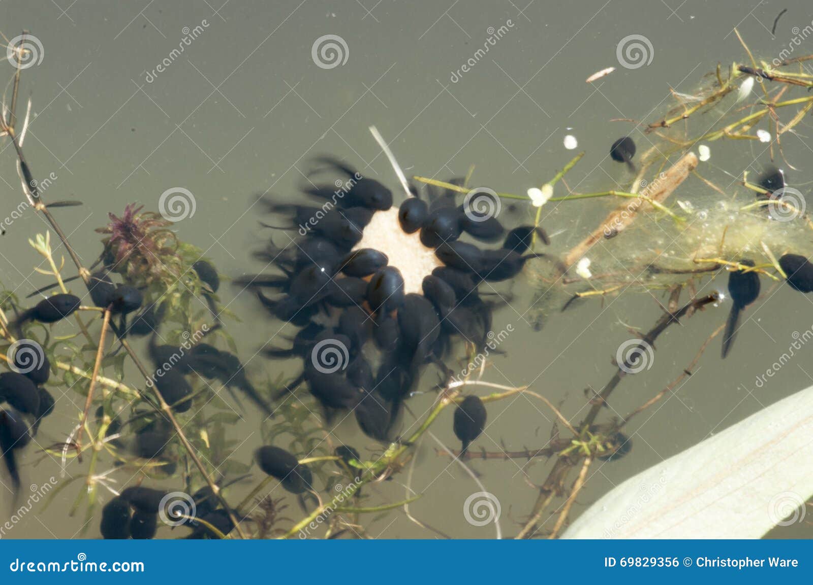 Tadpoles feeding stock photo. Image of river, tail, lake 69829356
