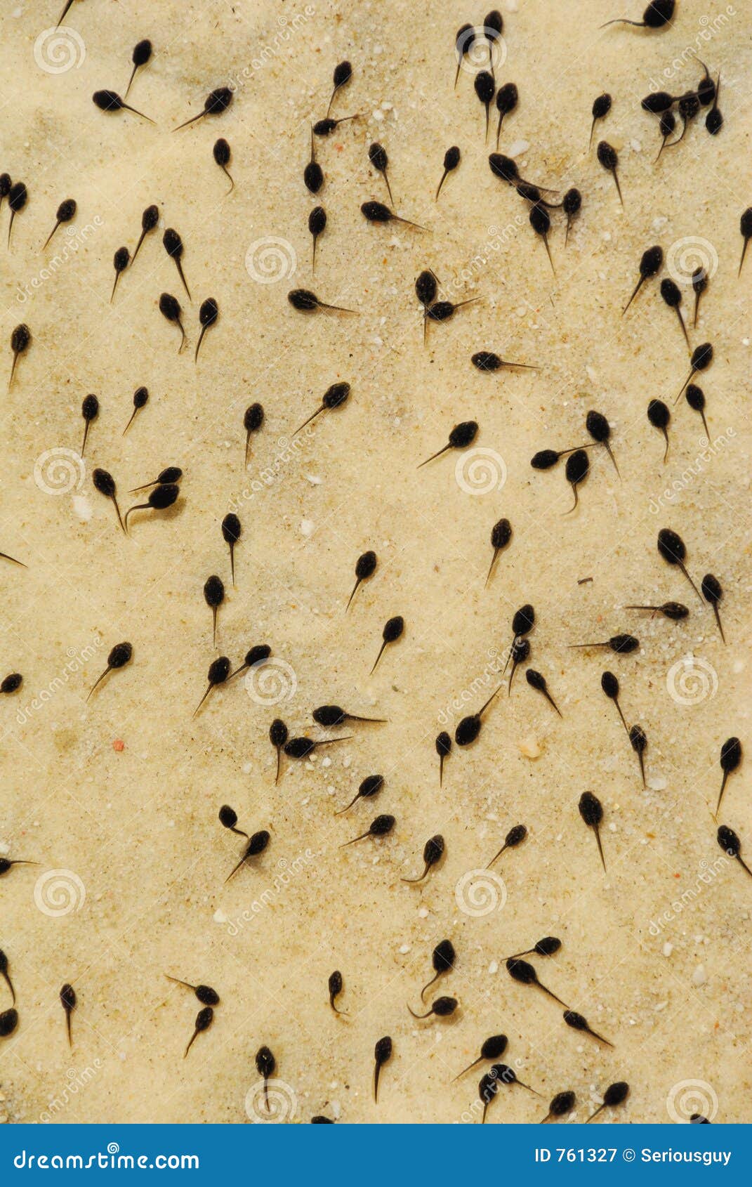 Newborn Tadpoles Stock Photos Free Royalty Free Stock Photos from Dreamstime