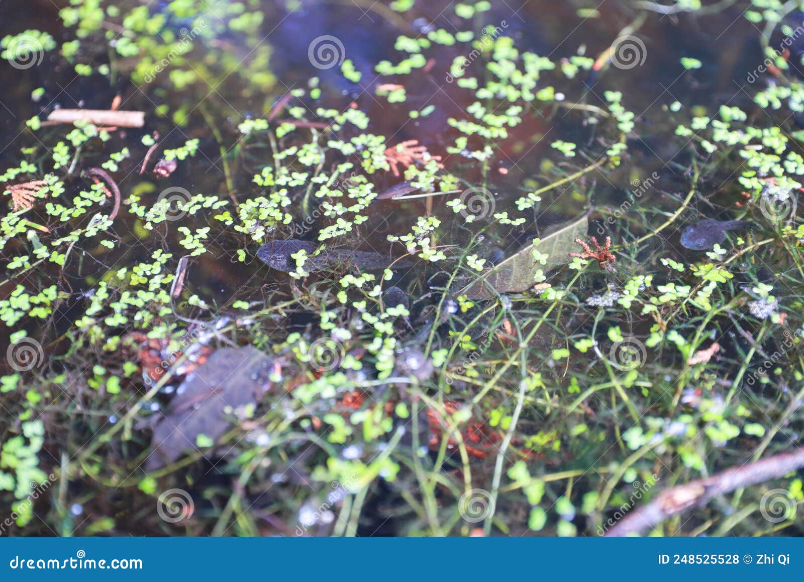 Tadpoles in the pond stock photo. Image of natural, closeup 248525528