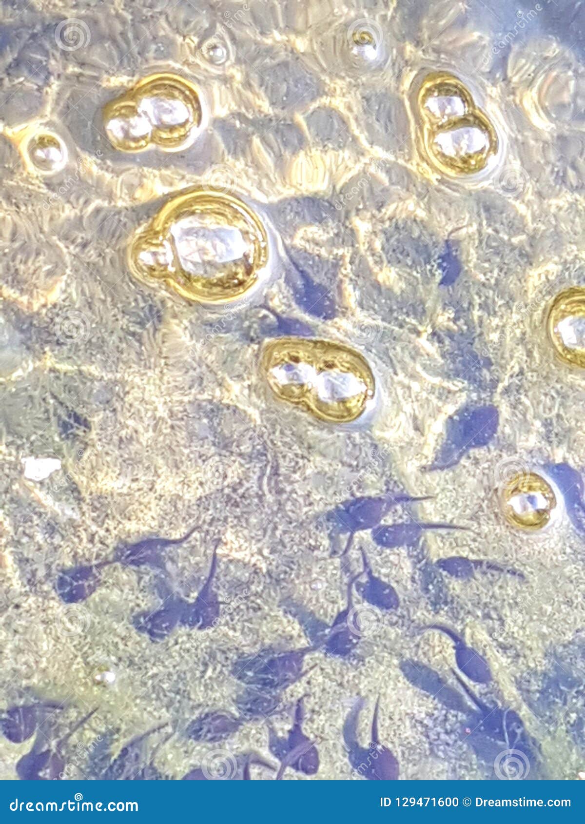 Tadpoles stock photo. Image of swimming, pond, toad 129471600