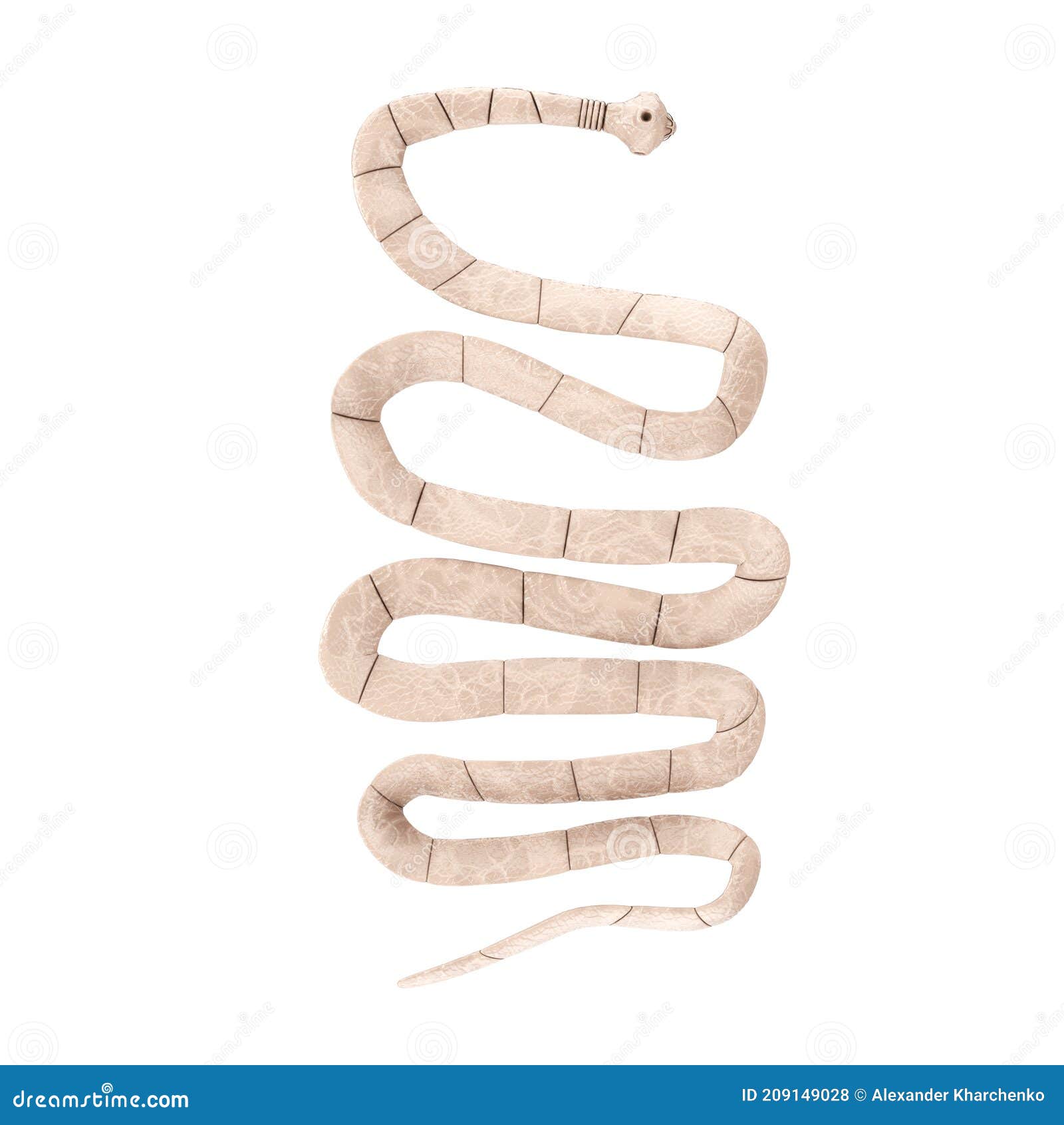 Taenia Solium Tapeworm Closeup Microscopic View. 3d Rendering Stock