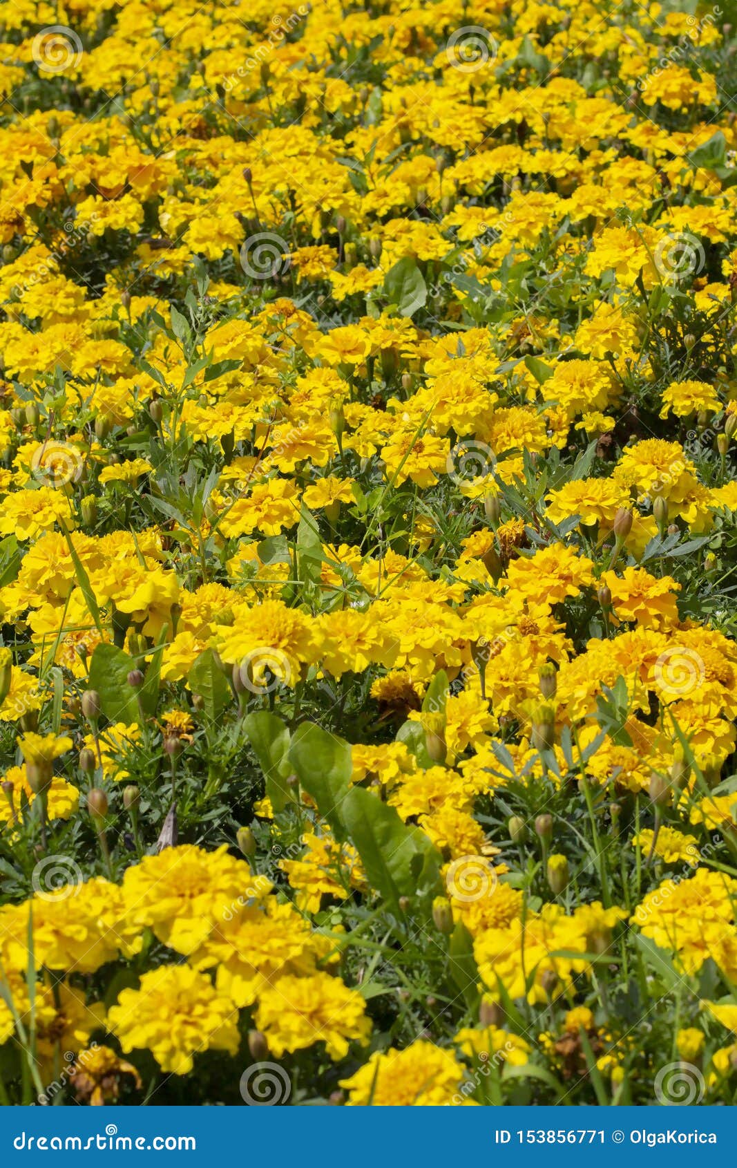 Tagetes é Um Gênero De Plantas Herbáceas No Asteraceae Da Família Do  Girassol Cravo-de-defunto Amarelo De Tagete Das Flores, Vert Imagem de  Stock - Imagem de florescer, folha: 153856771