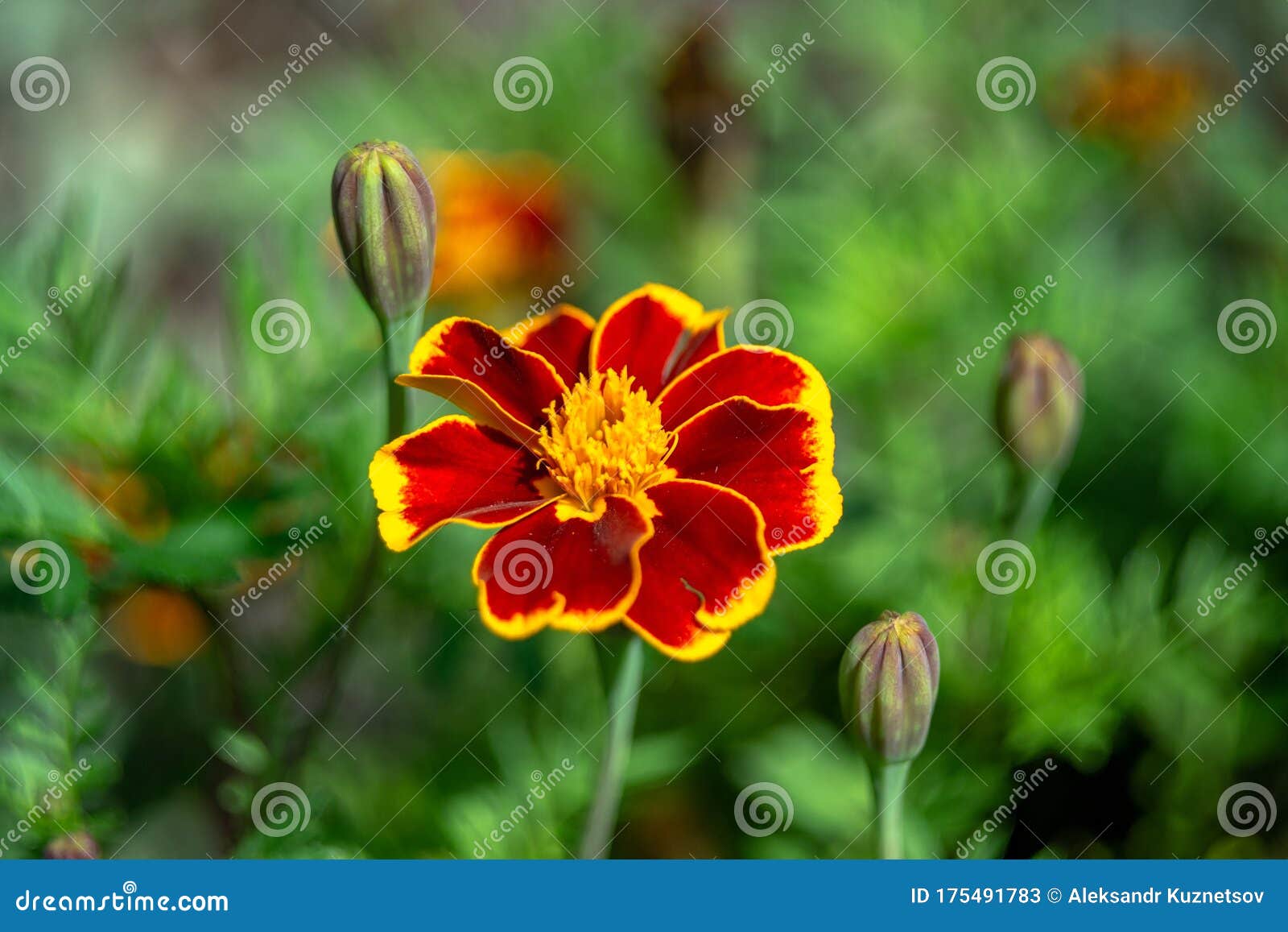 Tagetes De Flores Rojas Y Tres Flores Sin Abrir. Imagen de archivo - Imagen de pétalos, floraciones: 175491783 Tagetes De Flores Rojas Y Tres Flores Sin Abrir. Imagen de archivo - Imagen de pétalos, floraciones: 175491783