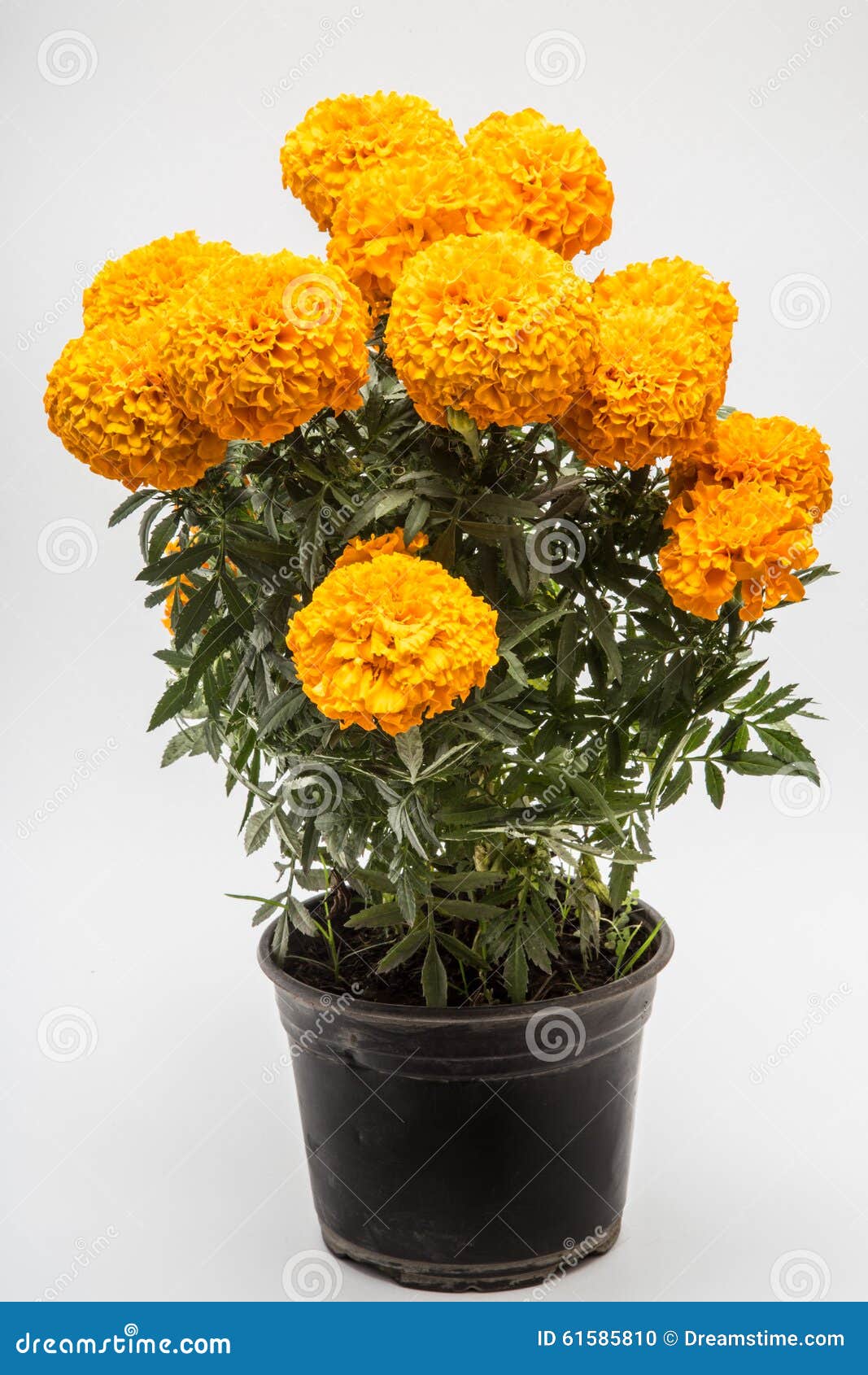 tagetes erecta known as cempasuchil yellow full