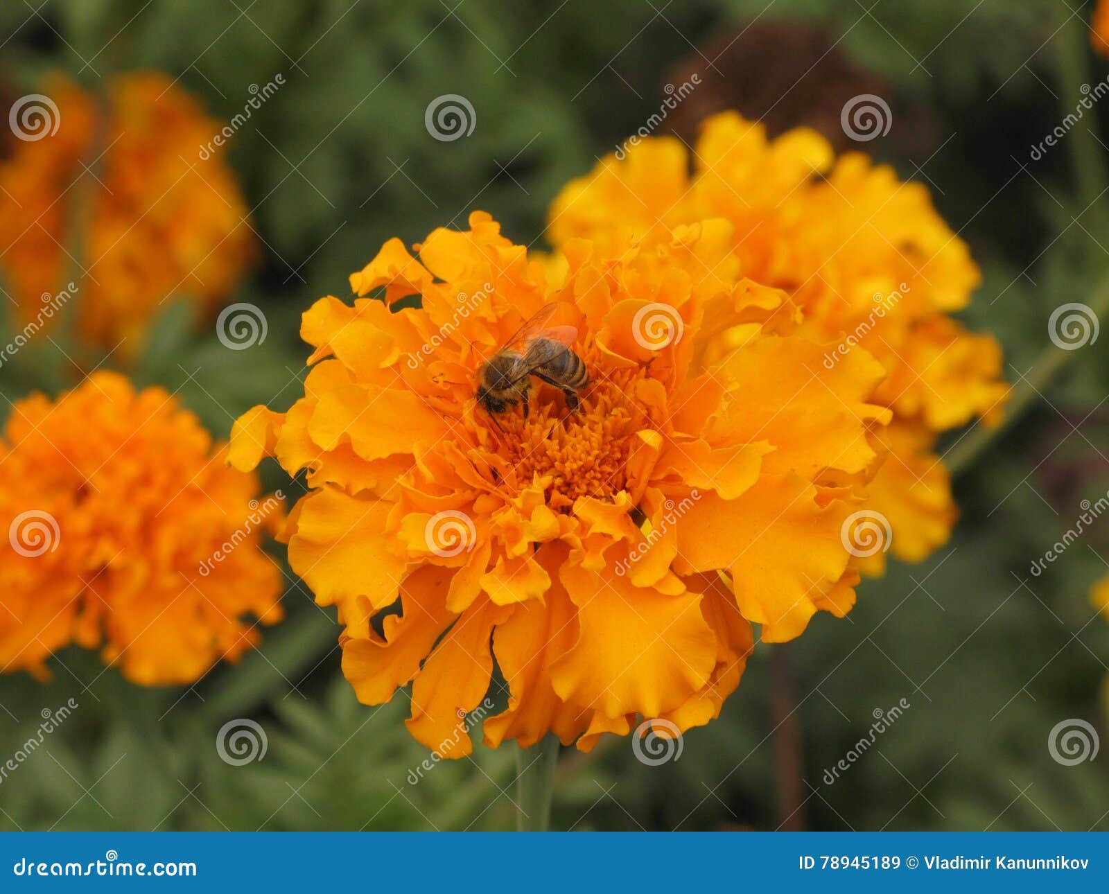 Tagetes flower and bee stock image. Image of tagetes - 78945189