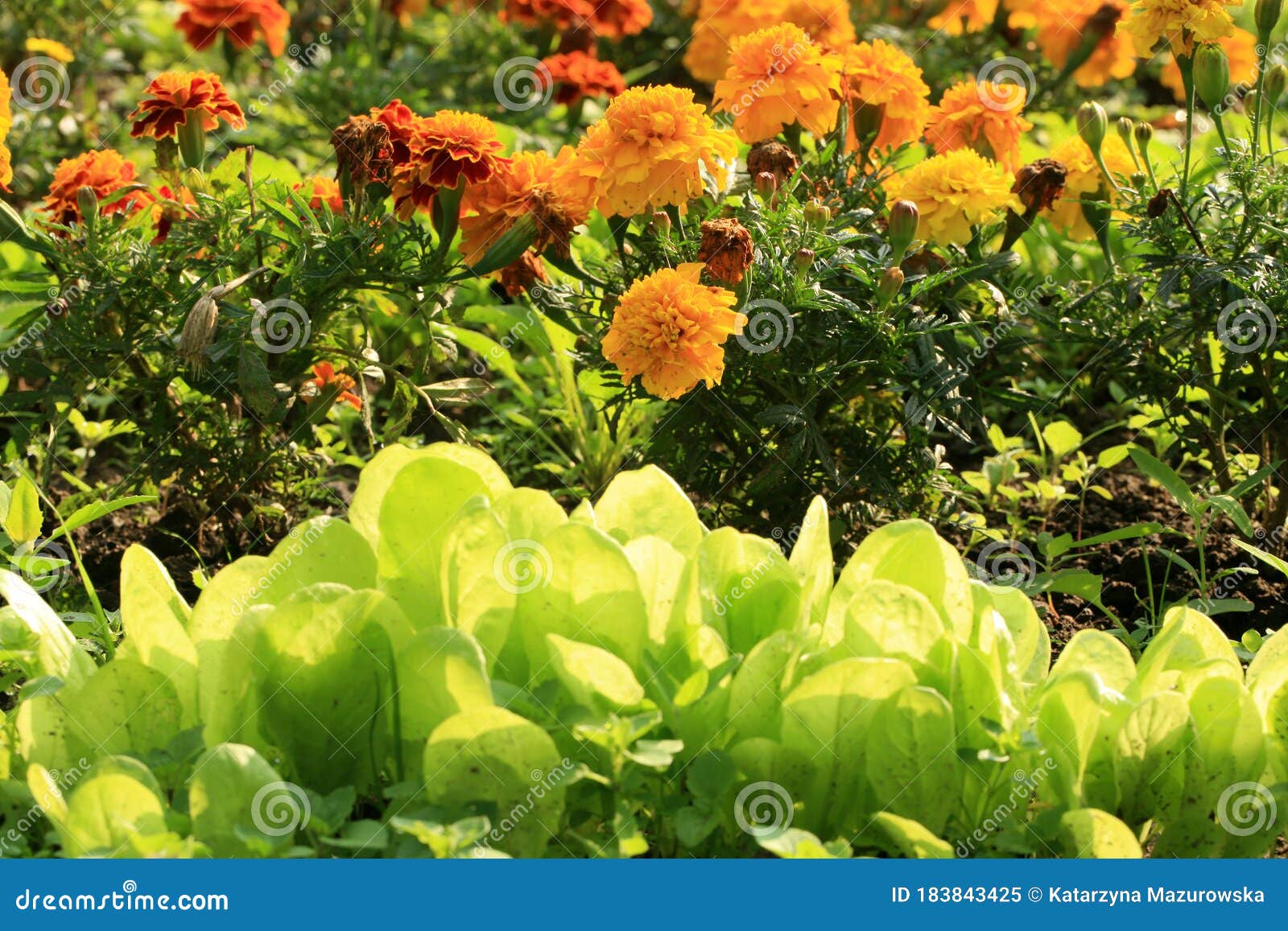 tagetes flower with lettuce protects vegetable against parasites and diseases.