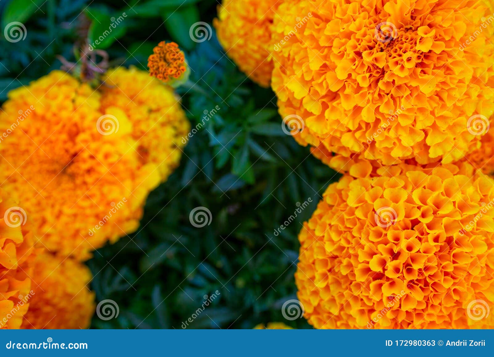 Tagetes Garden Flower. Tagetes Patula Background Stock Image - Image of ...