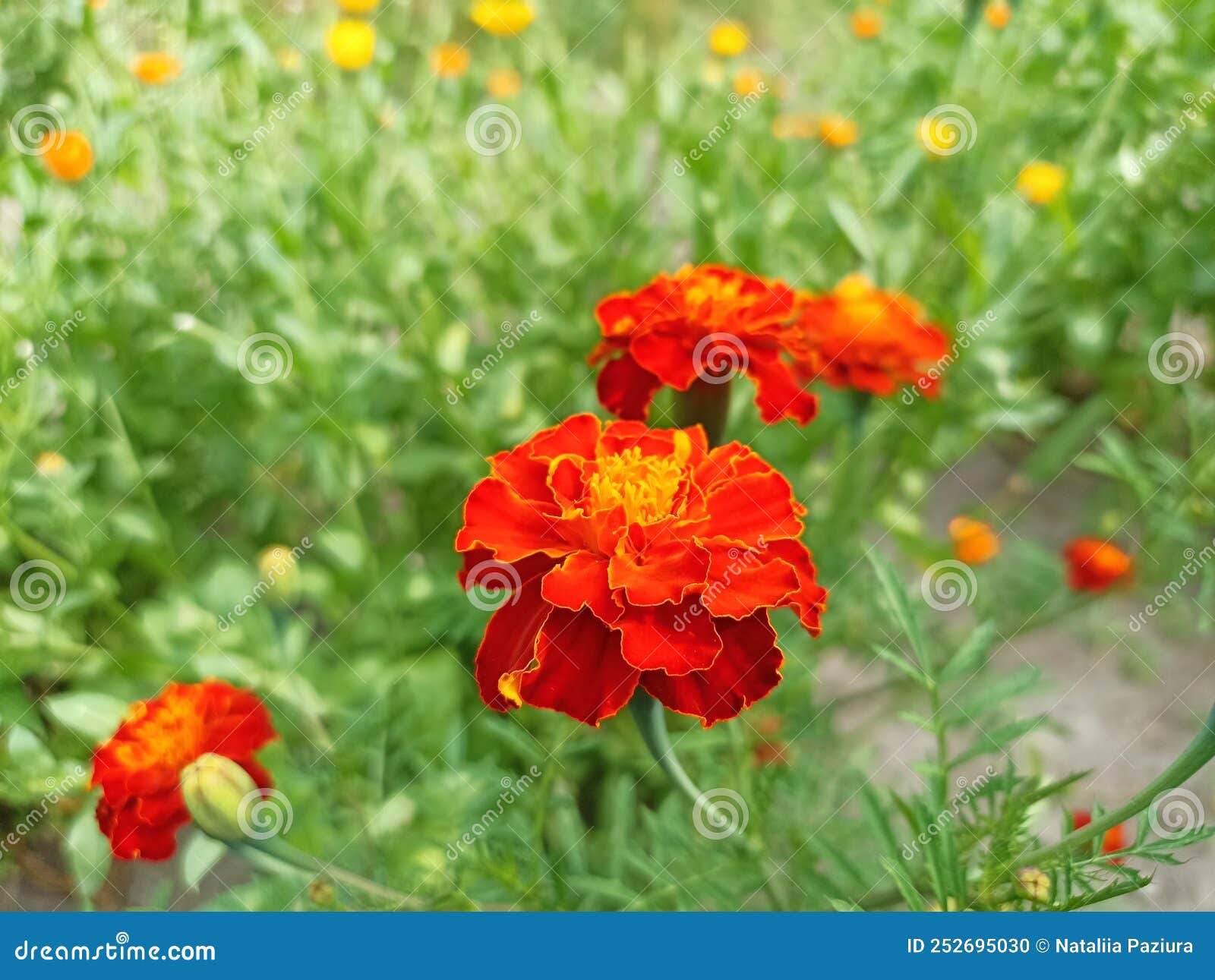 Tagetes is a Genus of Annual or Perennial, Mostly Herbaceous Plants in ...