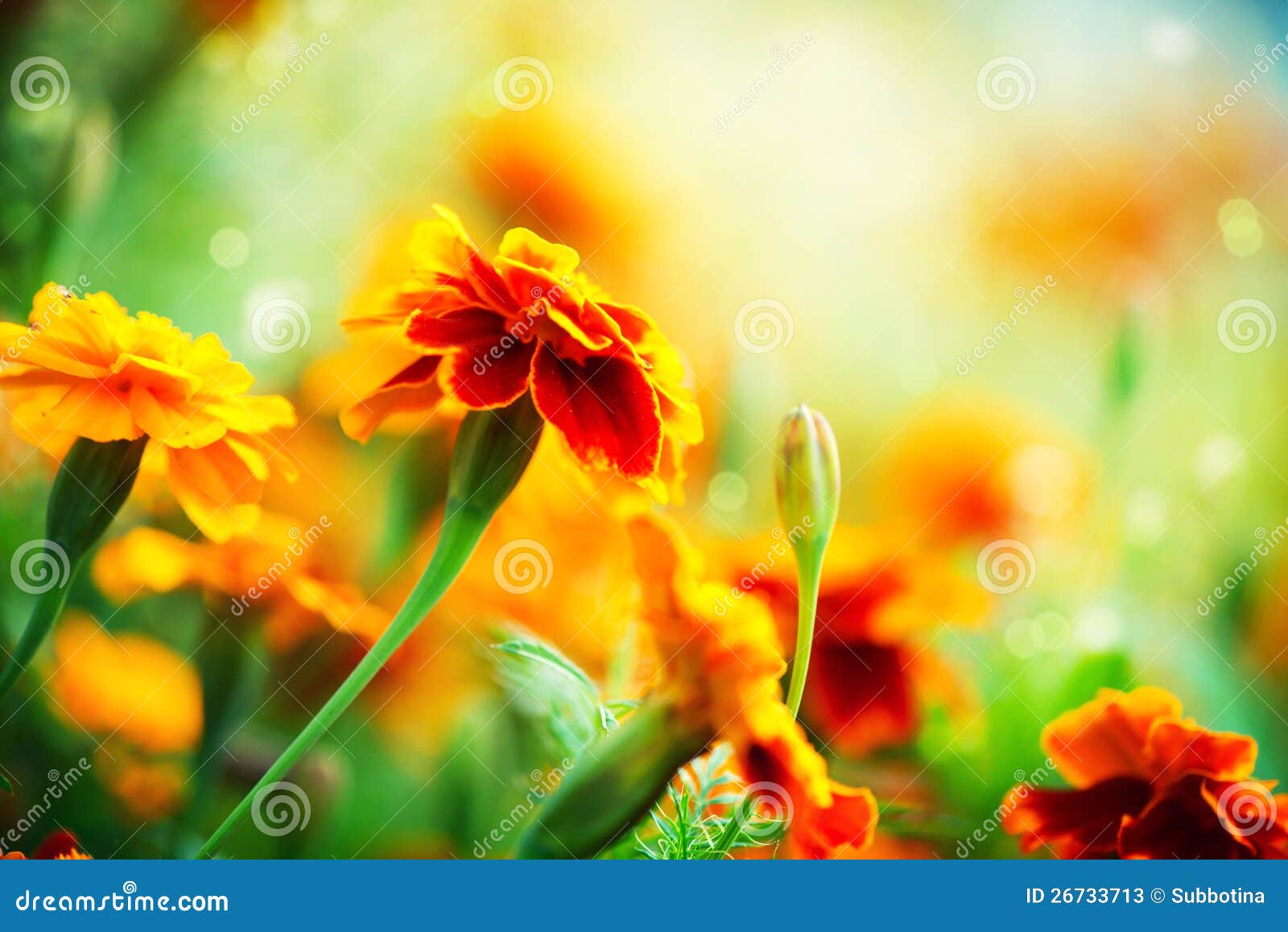 tagetes marigold flowers
