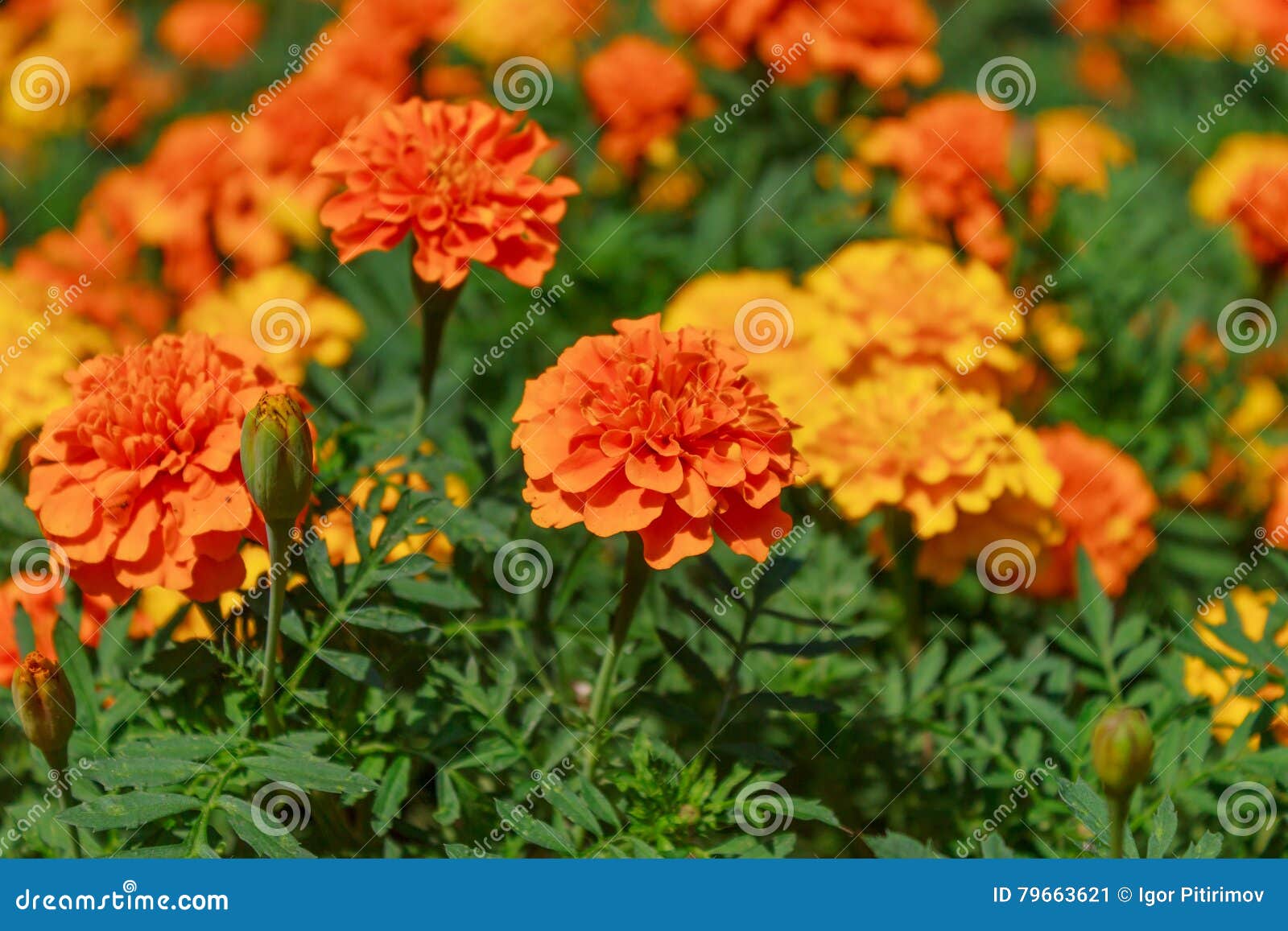 Tagetes or Marigolds in the Meadow Stock Image - Image of tree, plant ...