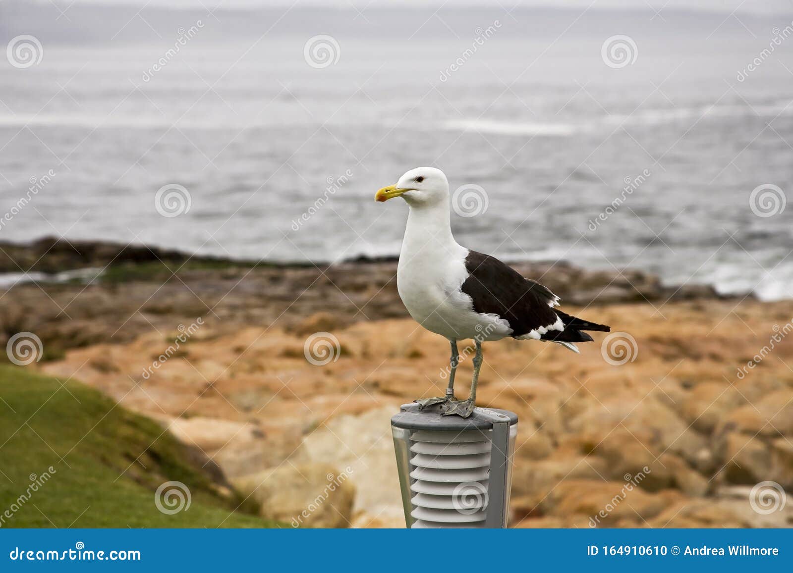 tagged seagull in south africa