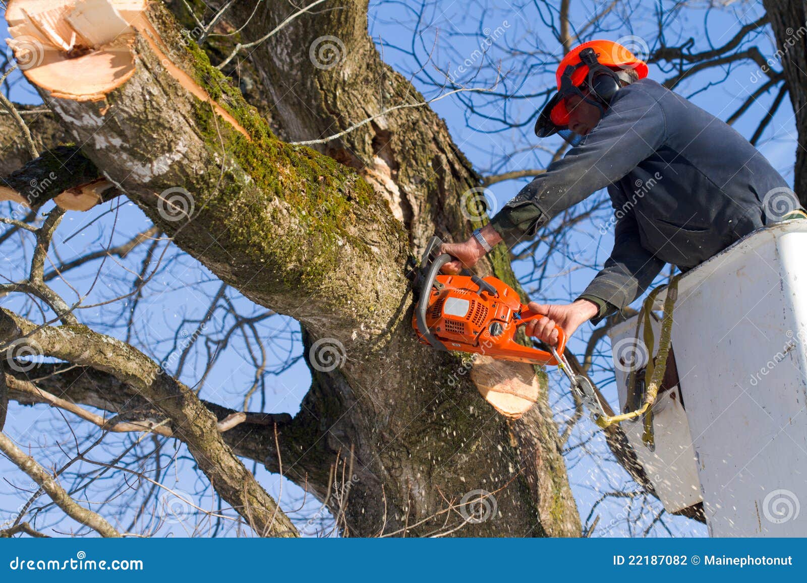 Taglio Dei Rami Dell albero Fotografia Stock Immagine Di Salute taglio-dei-rami-dell-albero-fotografia-stock-immagine-di-salute