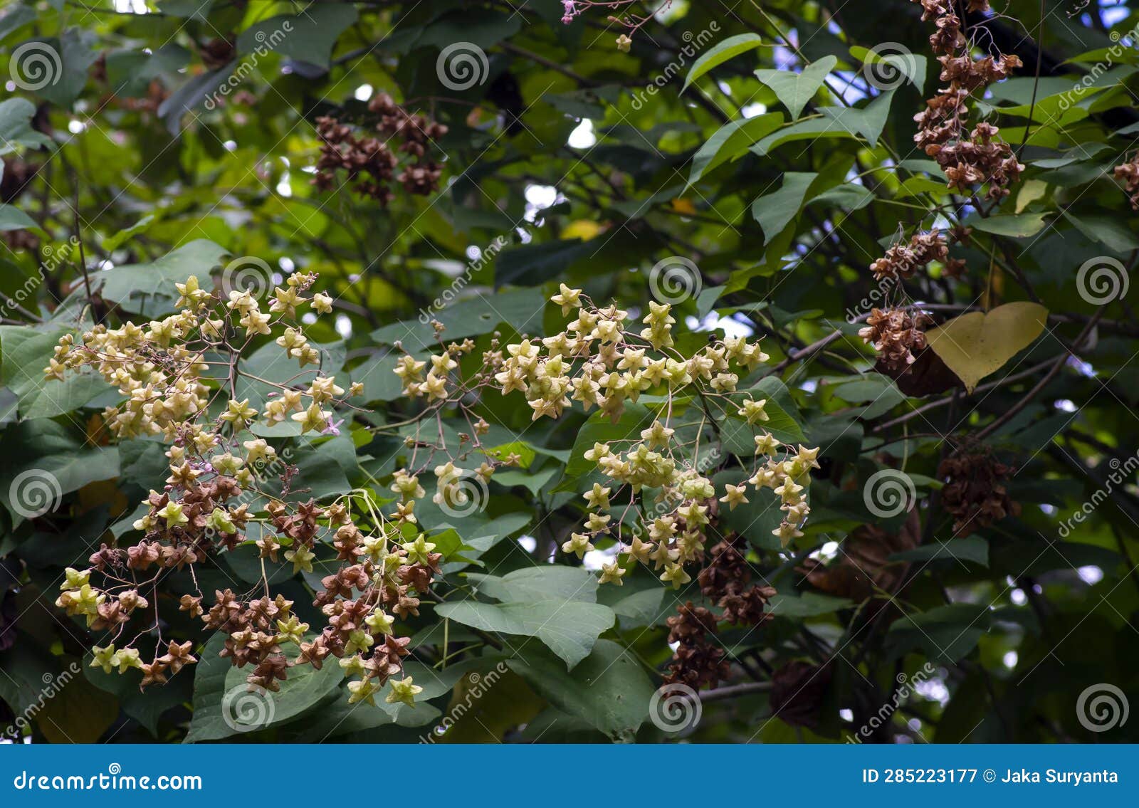 tahongai, guest tree, kleinhovia hospita, known as katimaha, timoho (java, indonesia) pink flowers and seeds