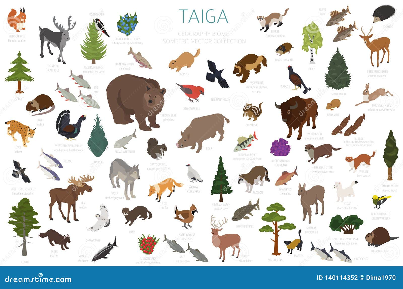 Biome Taiga Stock Illustrations – 43 Biome Taiga Stock Illustrations,  Vectors & Clipart - Dreamstime