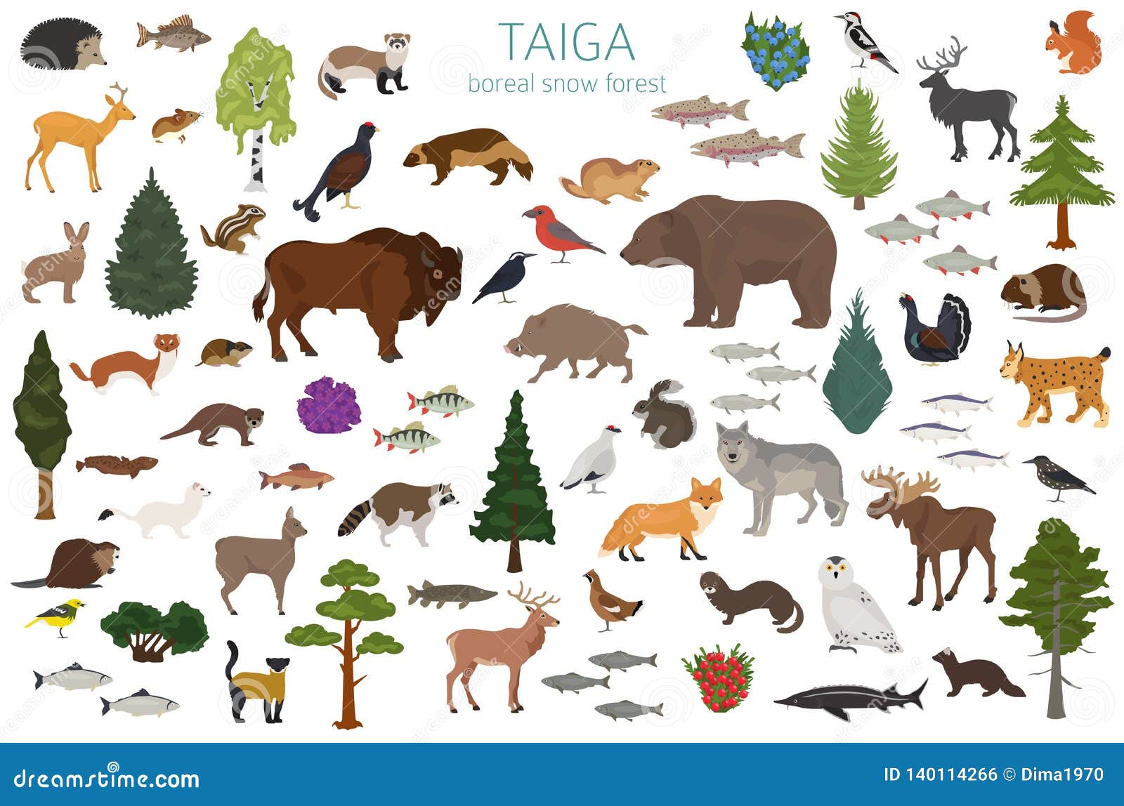 Taiga biome, boreal snow forest. Terrestrial ecosystem world map