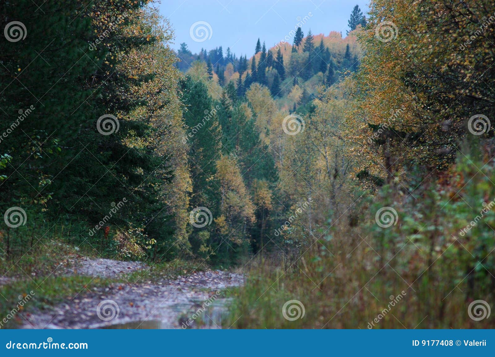 taiga, deaf in siberia