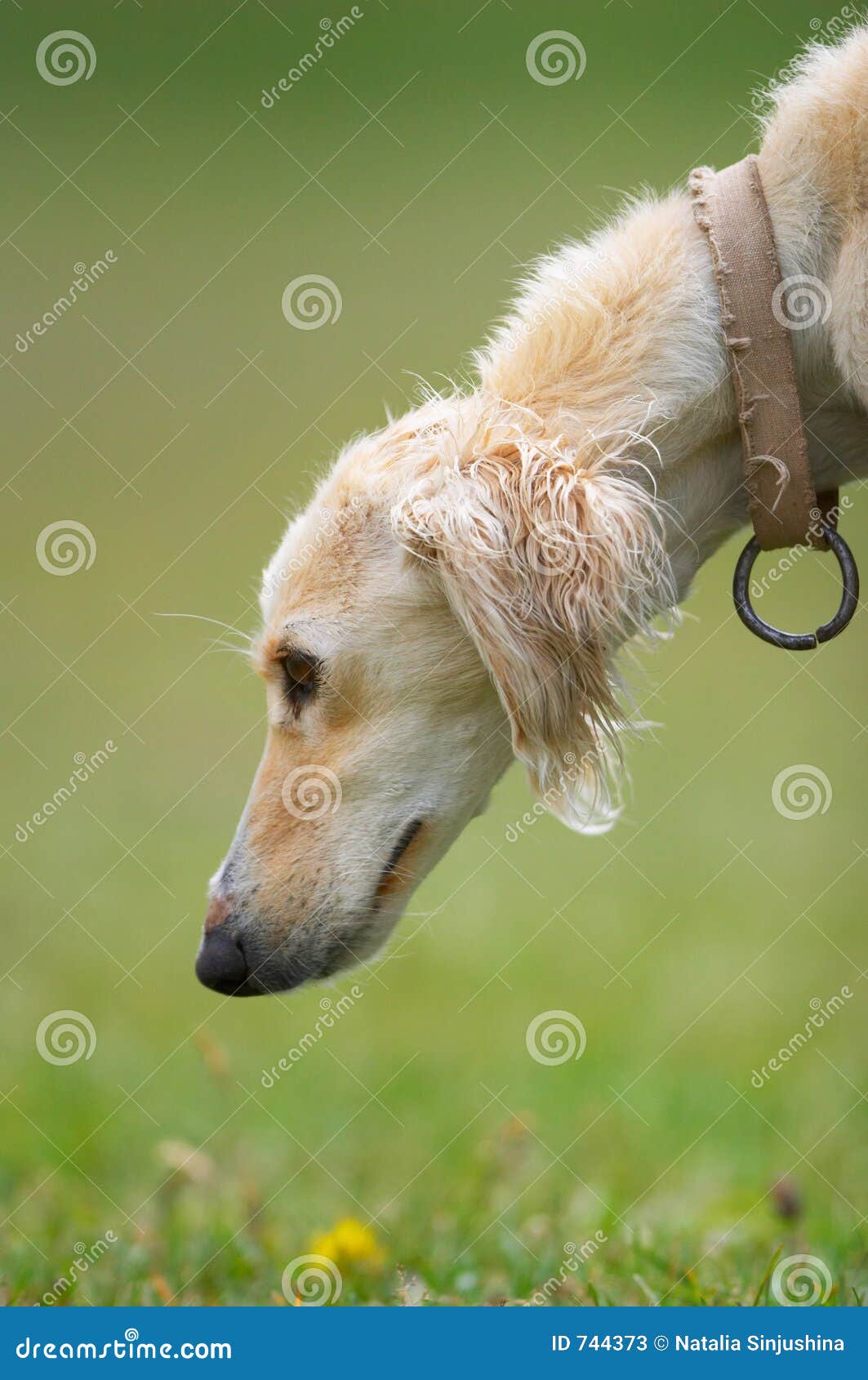 Kyrgyz Borzoi Stock Photos Free Royalty Free Stock Photos from