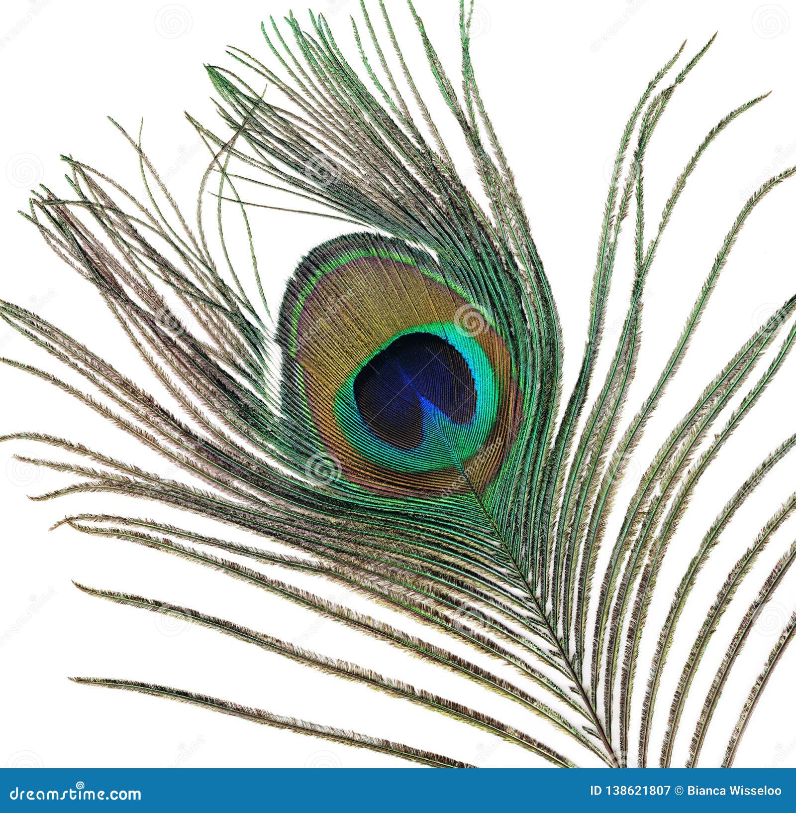 Tail Feather of a Male Peacock Stock Image - Image of green, plume ...