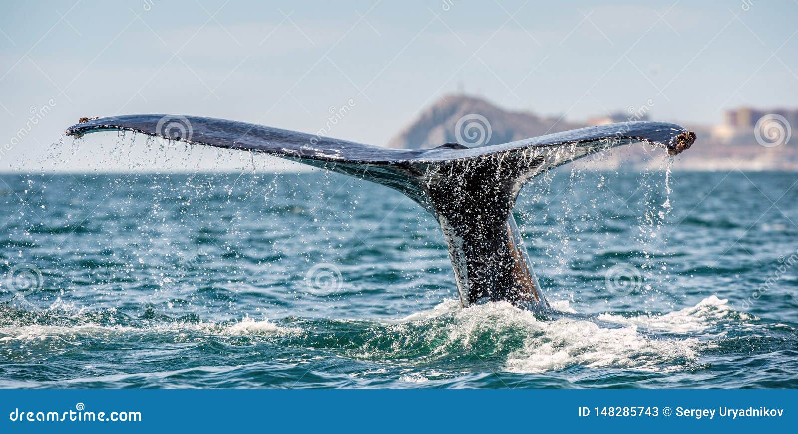 tail fin of the mighty humpback whale above  surface of the ocean. scientific name: megaptera novaeangliae. natural habitat.