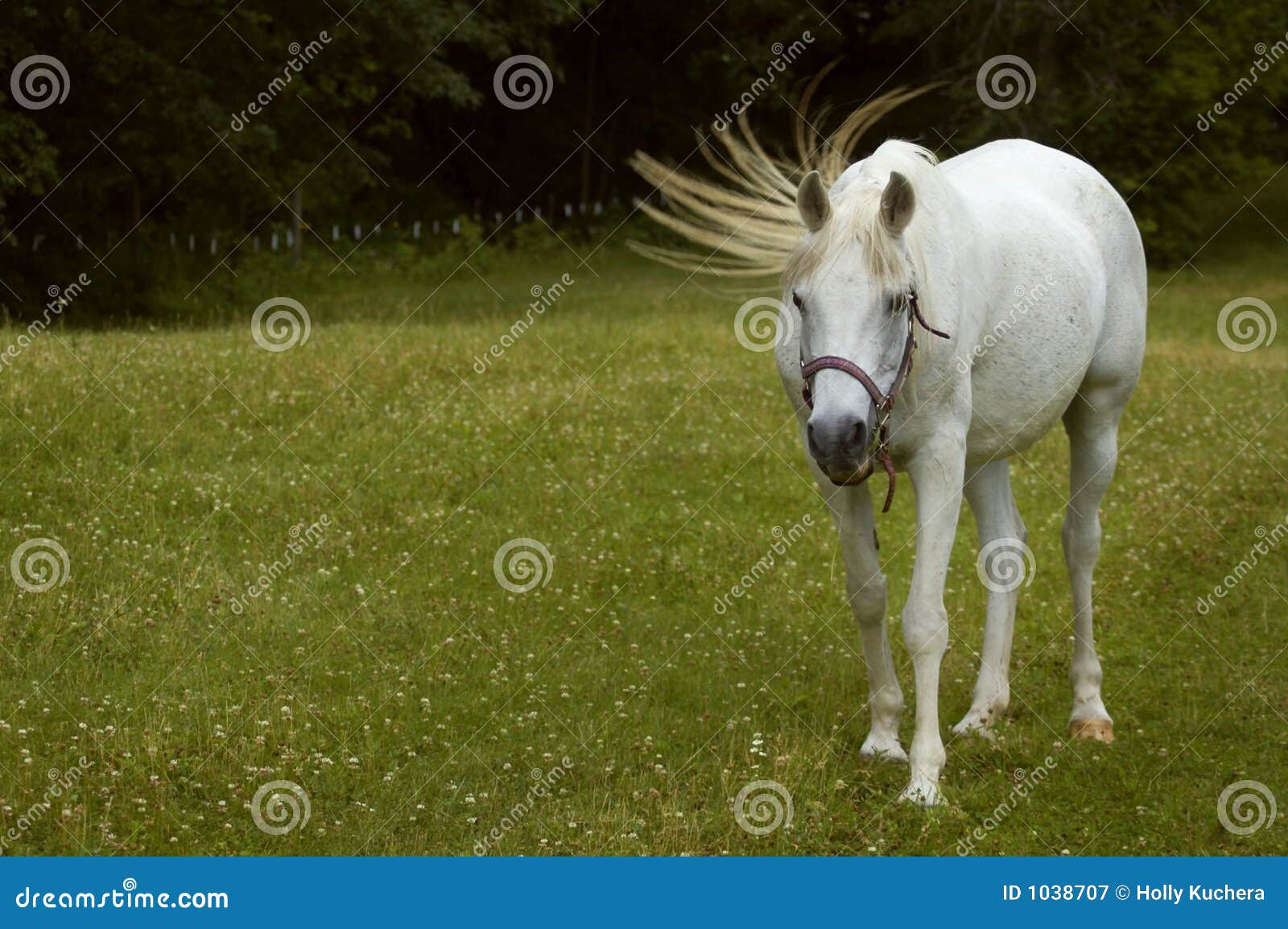 Tail Flick Arabian Horse stock image. Image of critter 1038707