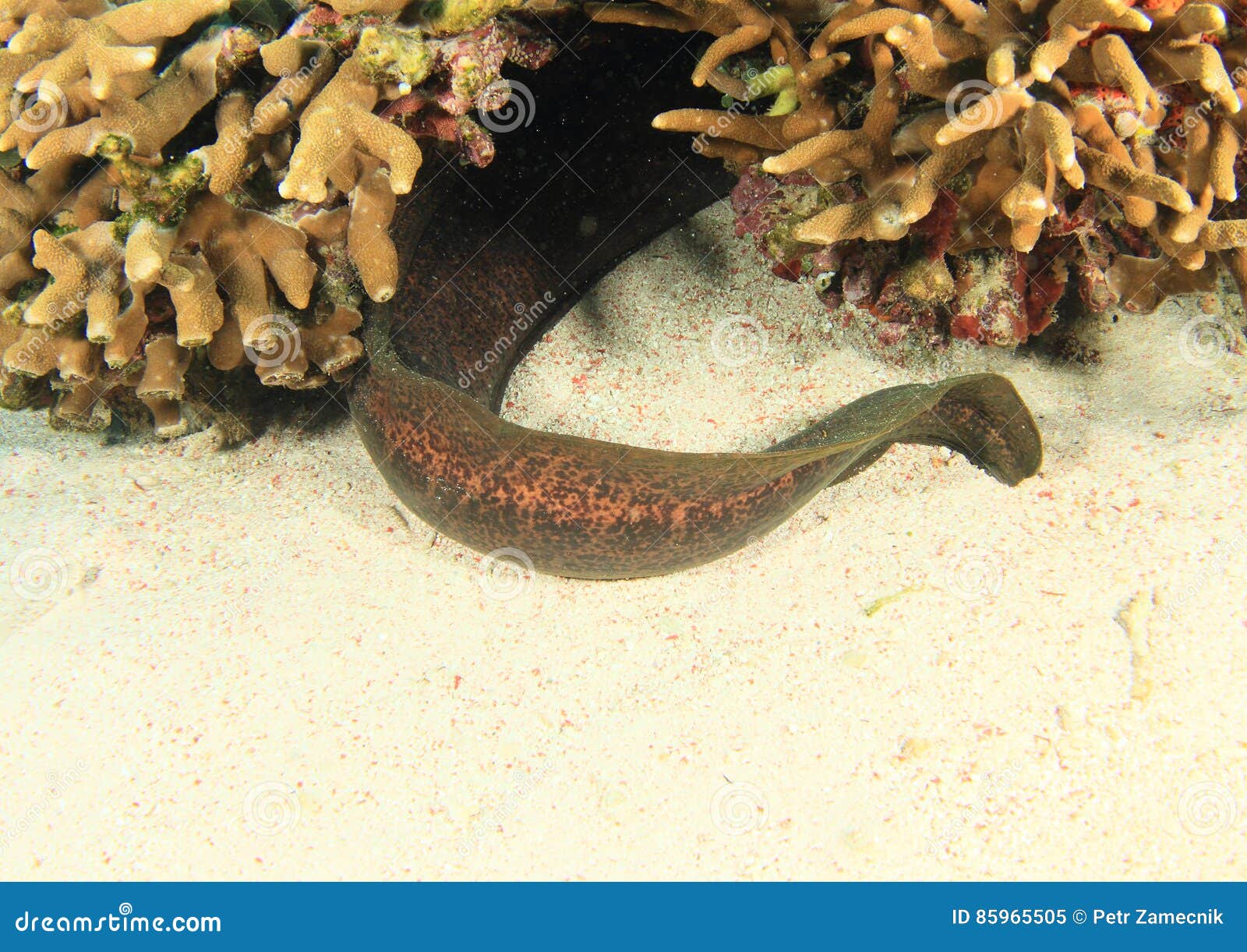 Tail of Giant estuarine moray strophidon sathete fish hiding in a hole under hard coral - Komodo National Park, Flores, Indonesia