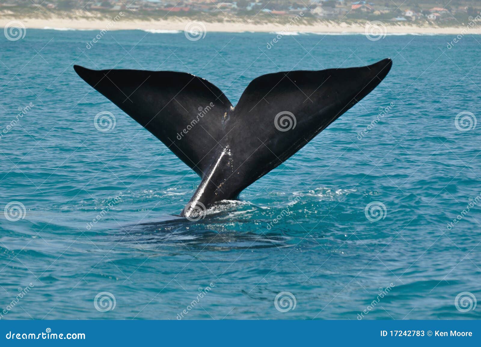 N whale tail Whale tail
