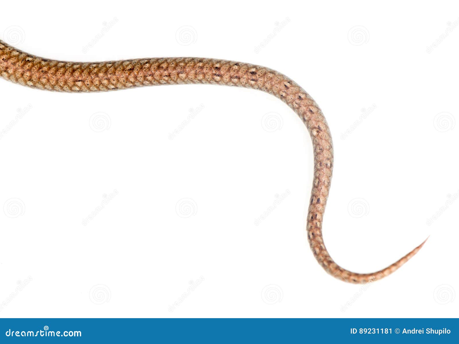tail-snake-white-background-89231181.jpg