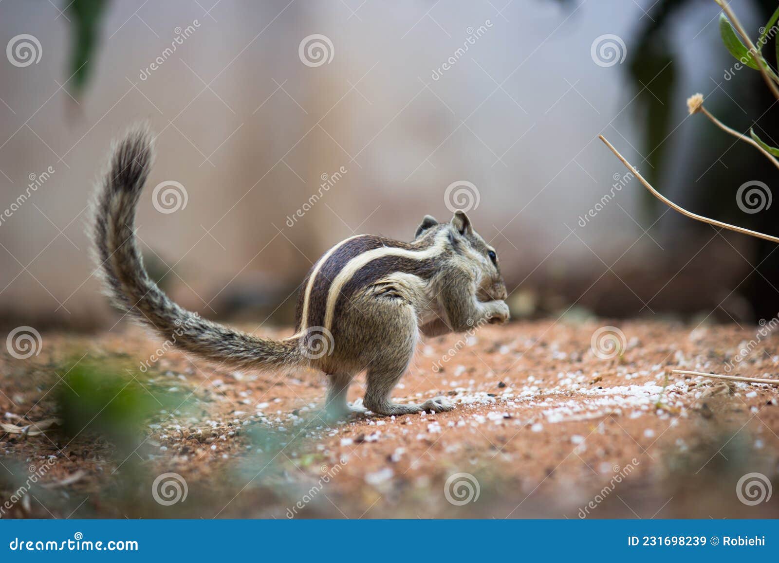 Tail of the Squirrel or Rodent or Also Known As Chipmunk, Reflecting