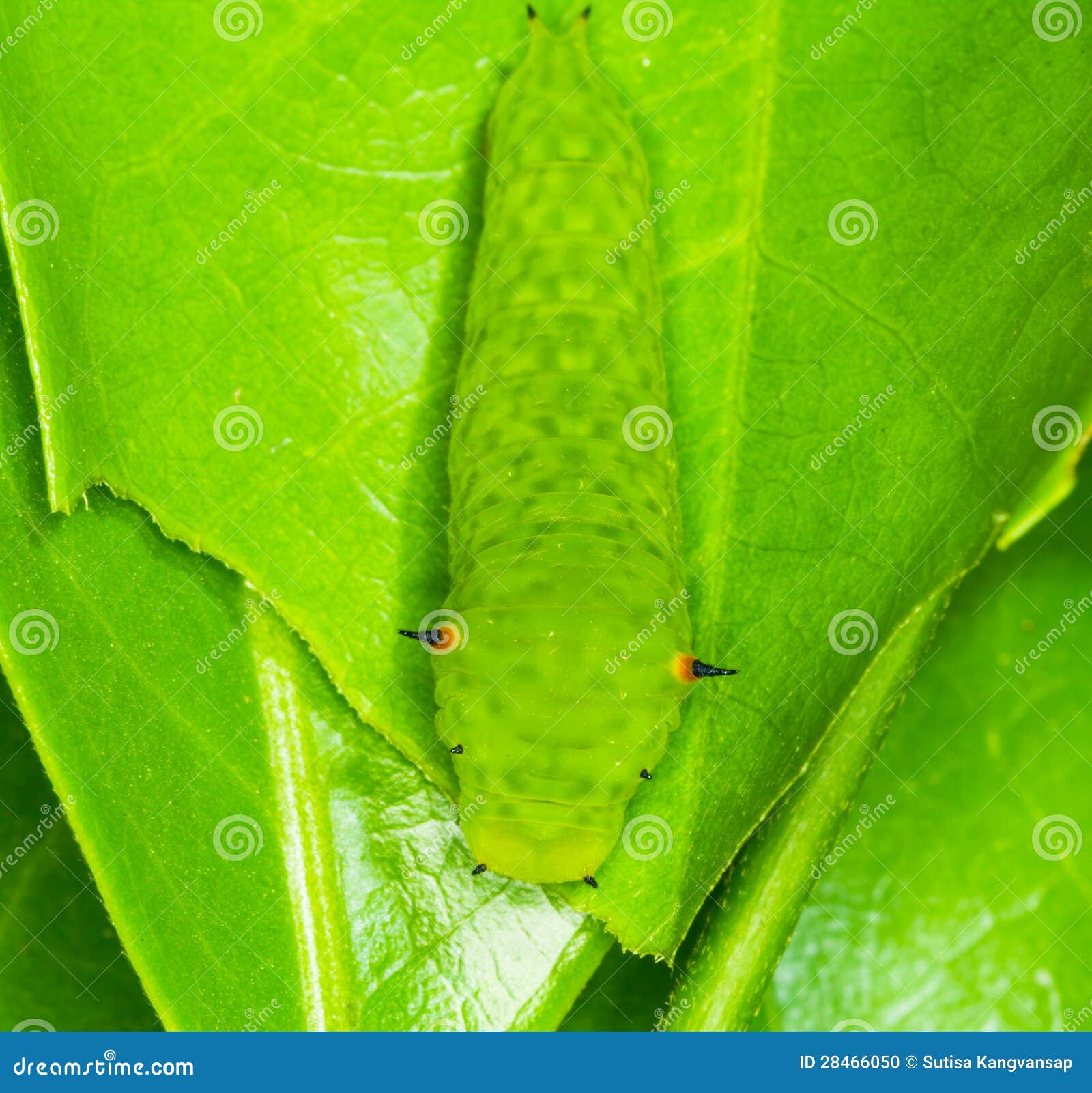 Tailed Jay Caterpillar stock photo. Image of black, shiny 28466050
