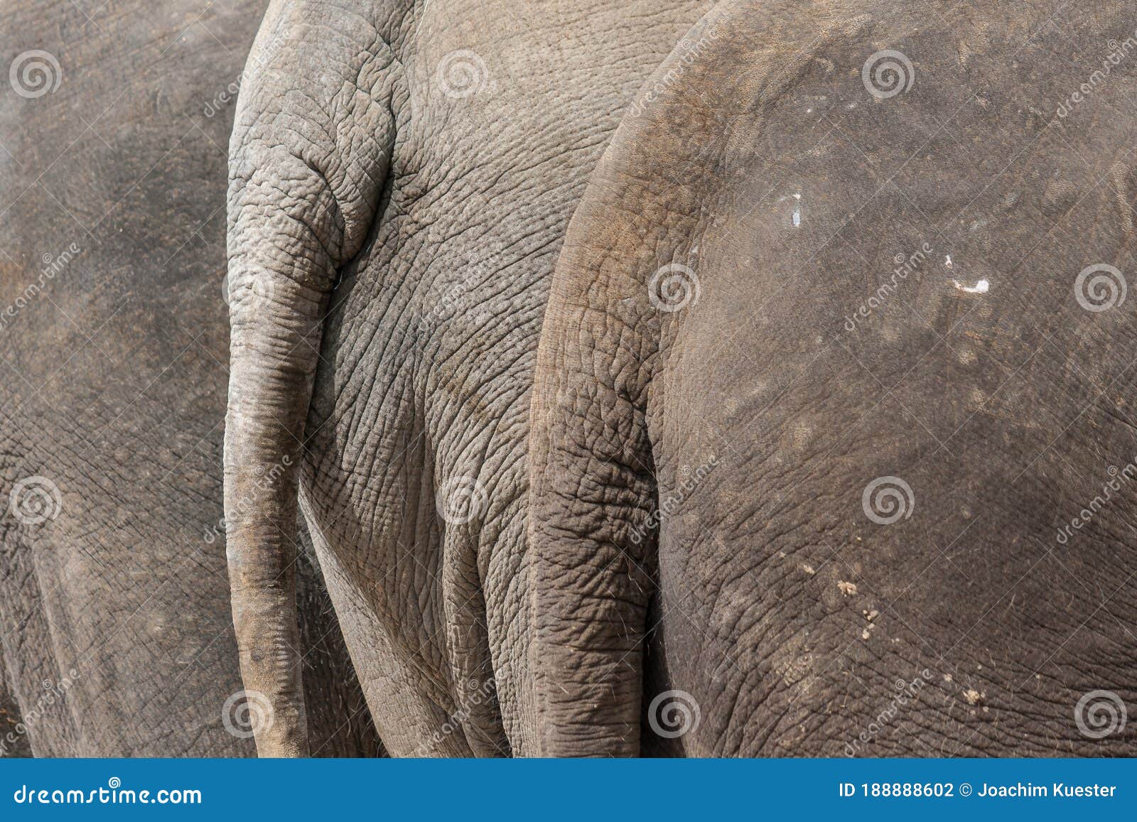 Tails of young elephants stock photo. Image of texture 188888602