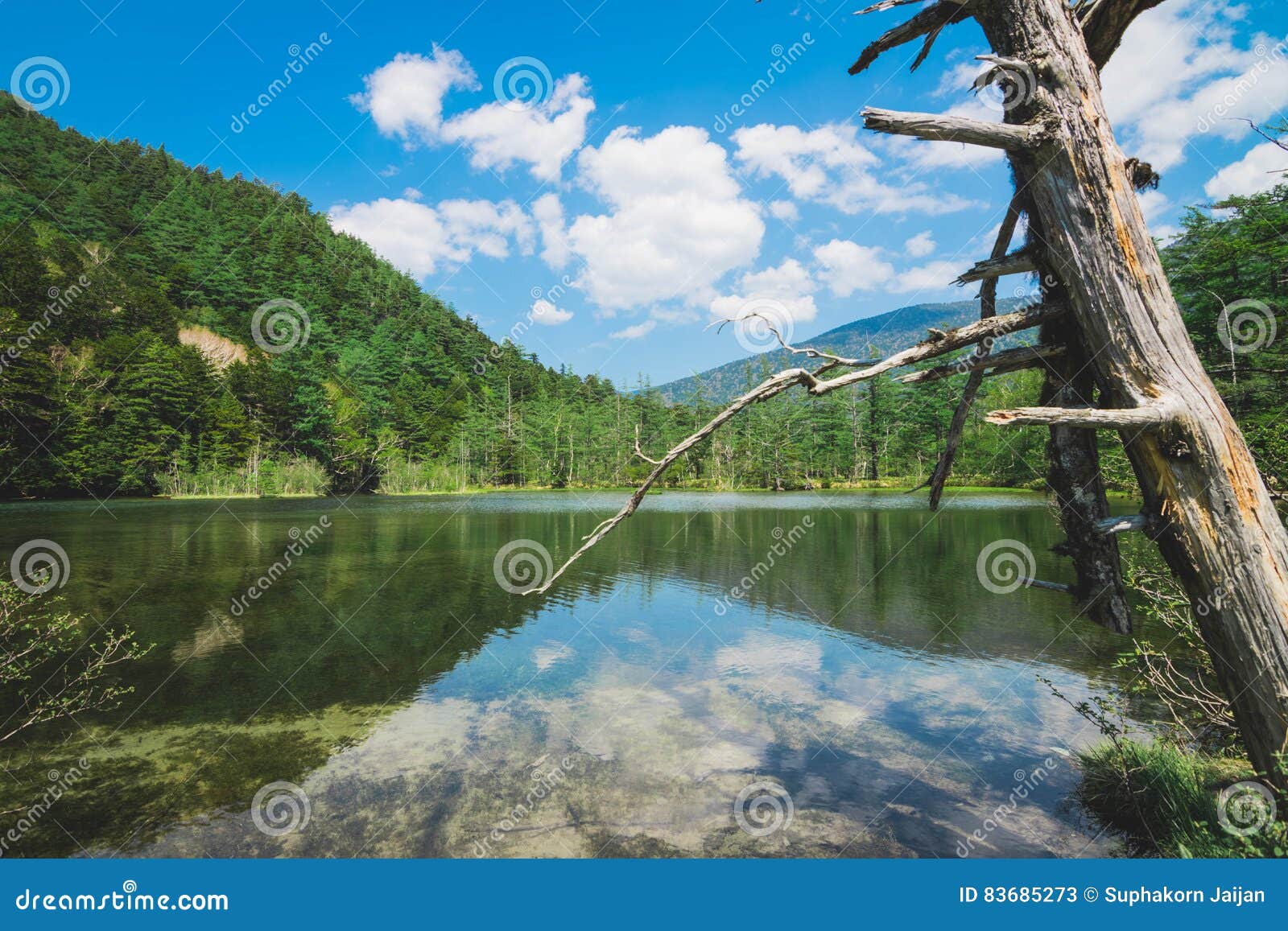 Taisho Pond Stock Image Image Of Field Wood Kamikochi