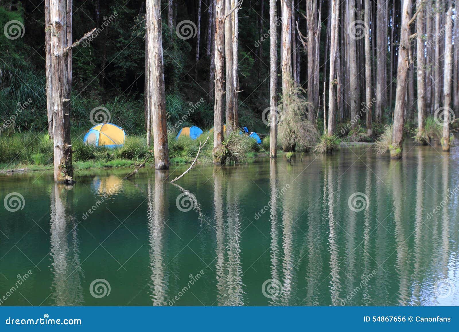 taiwan addict forest damming lake