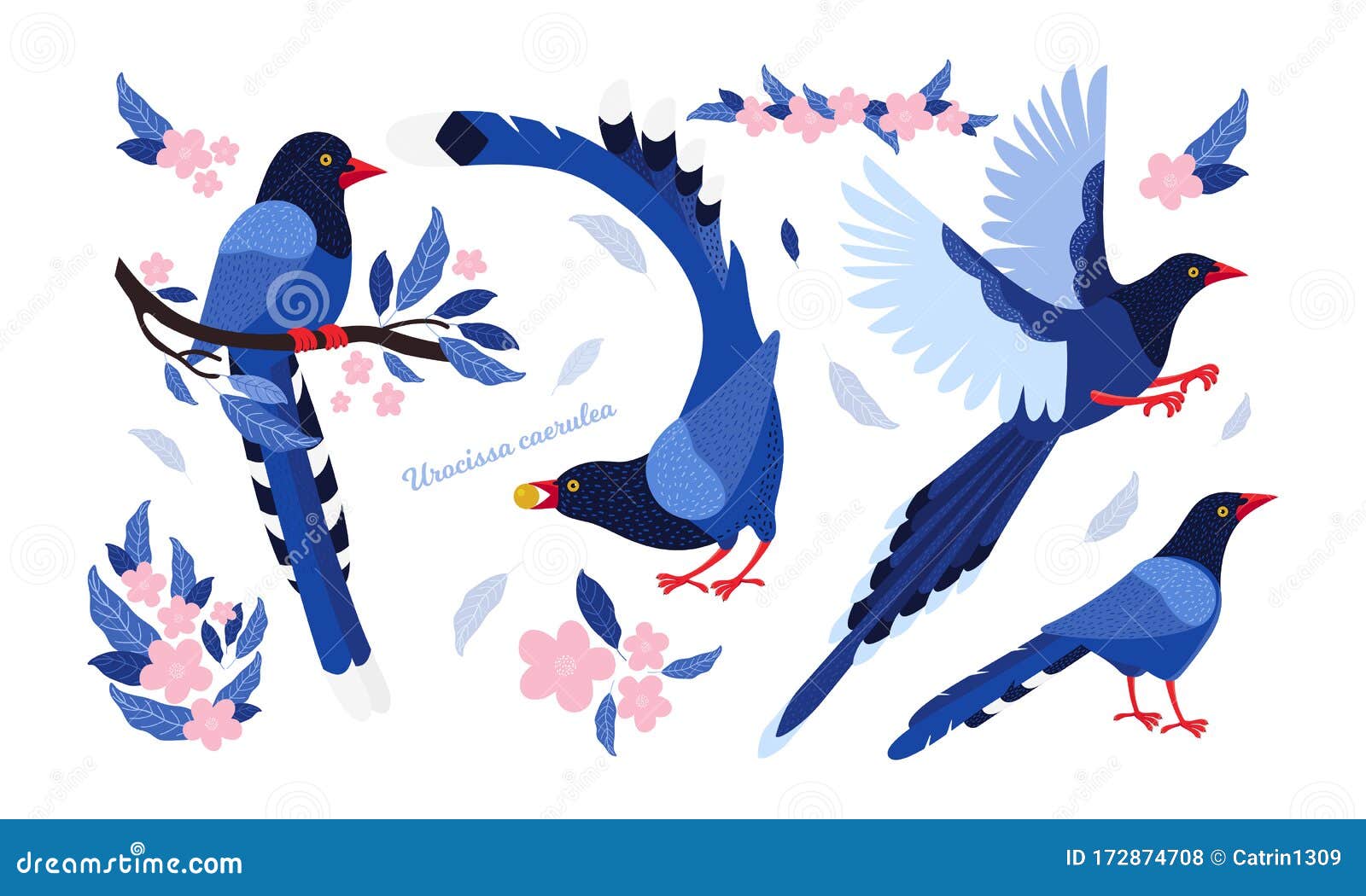 Photo Animal geai bleu hibou Crow art Encadrée Imprimer-Taiwan Blue Magpie OISEAUX
