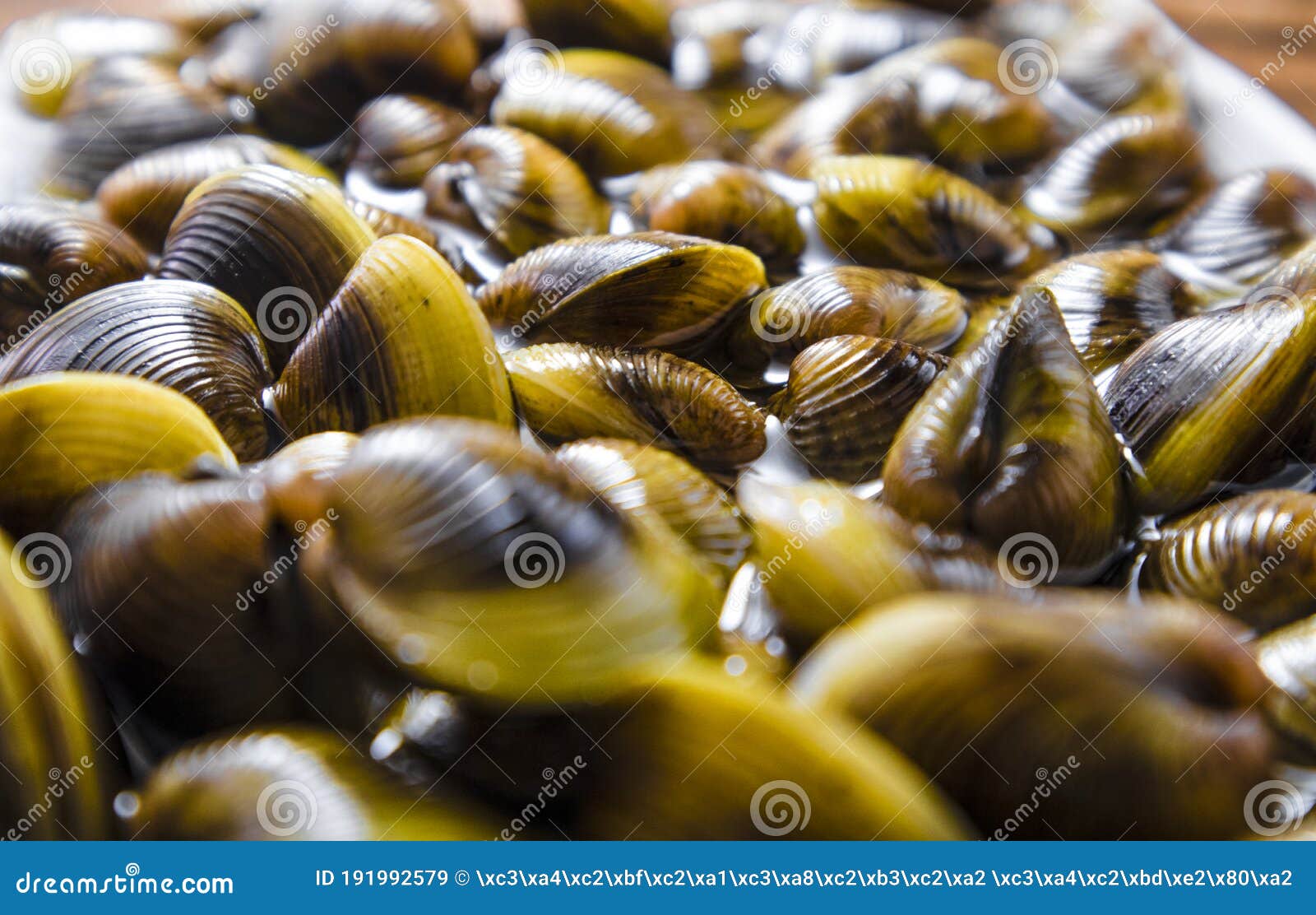The Taiwan Fresh Water Clams Stock Image Image of nutrition, shells