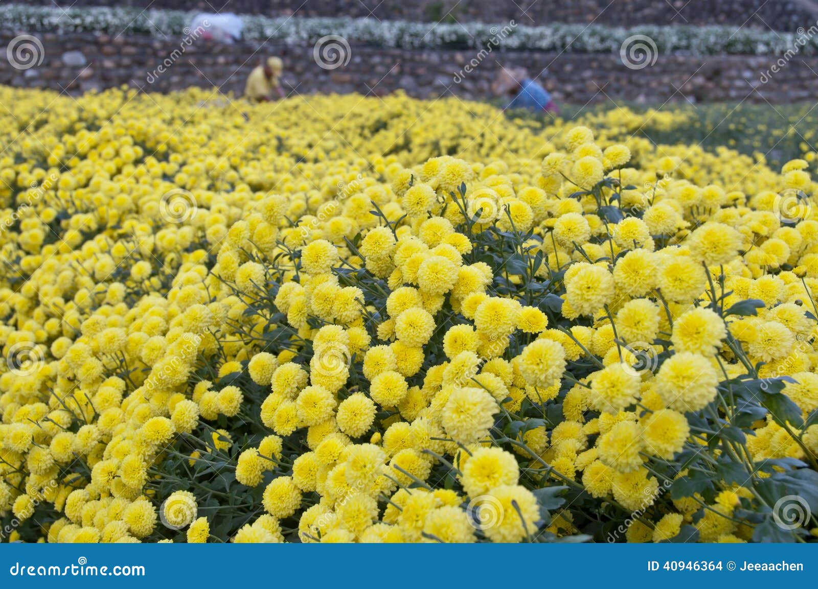 Taiwan S Daisy Farm Harvest Stock Photo Image of flowers, beautiful